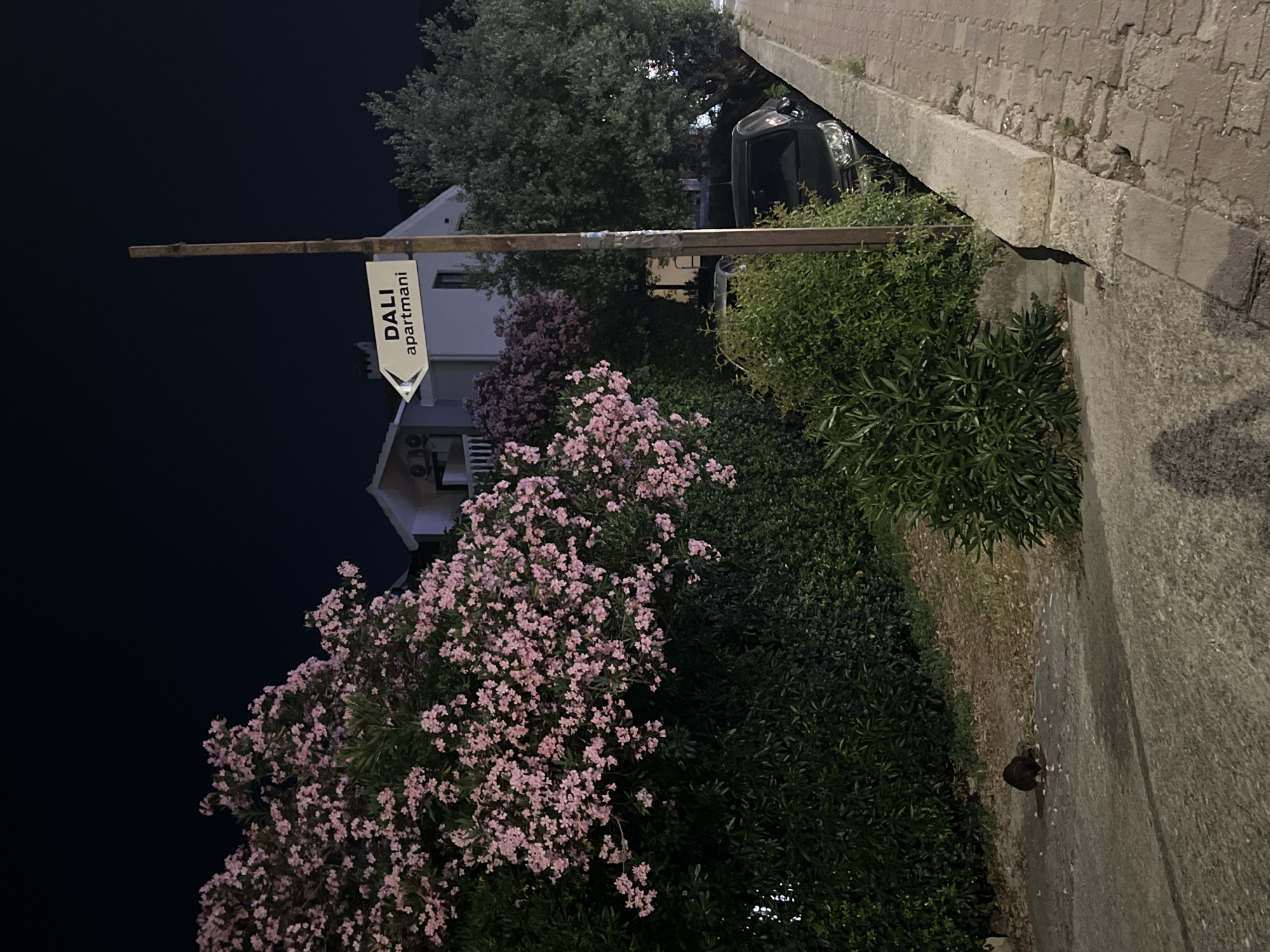 The image depicts a nighttime scene on a street in Budva, Montenegro. A signpost with an arrow points to the left and reads "DALI apartmani." To the left of the signpost, a large flowering tree with pink blossoms is prominent, backed by dense green foliage and a white building. To the right of the signpost, a dark-colored car is parked on the side of the road, adjacent to a sidewalk made of interlocking pavers. Further to the right, more green trees are visible. In the foreground, a paved walkway runs alongside the street, and on this walkway, a dark-colored animal, possibly a cat, is foraging. The overall environment suggests a residential or tourist area.