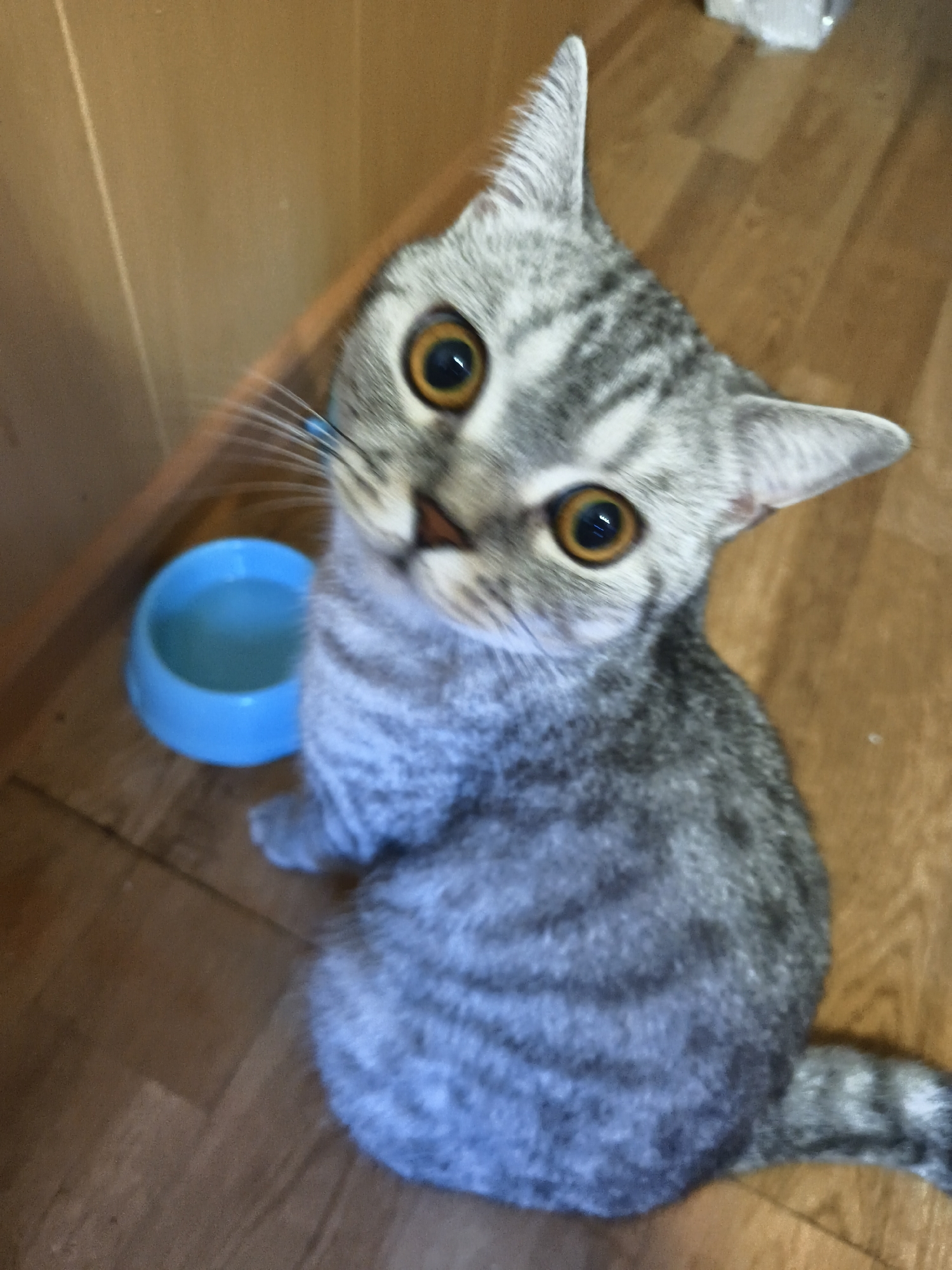 An overhead, medium shot captures a grey tabby cat with wide, orange eyes sitting on a wooden floor next to a blue water bowl. The cat is positioned in the center of the frame, looking upwards and slightly to the left. Its fur exhibits a pattern of dark grey stripes on a lighter grey background. The blue water bowl, half-filled with clear water, is to the cat's left. The background consists of a wall with vertical paneling to the left and the wooden floor. The lighting is natural, coming from above.