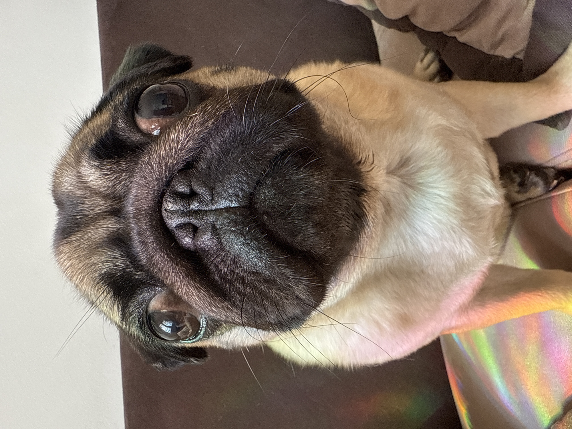 A close-up, high-angle shot of a pug dog. The pug has a black muzzle, large, round eyes, and a fawn-colored body. Part of its paws are visible. The background includes a brown surface to the left and a shimmering, iridescent surface on the right. The location is unknown.