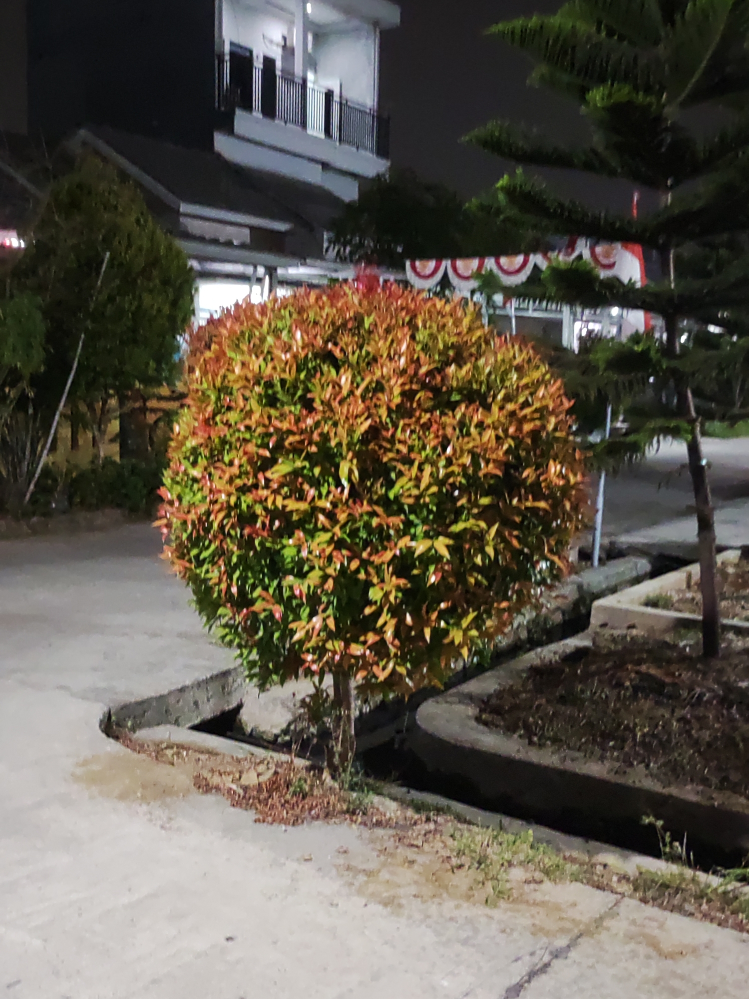 In the city of Wanajaya, Indonesia, a spherical, bushy plant with reddish-green leaves is positioned in the foreground. The plant is situated near a concrete drainage channel and a paved walkway. In the background, a building with multiple stories and balconies is visible, along with the branches of a tall evergreen tree. The scene appears to be outdoors at night, with artificial lighting illuminating the area.
