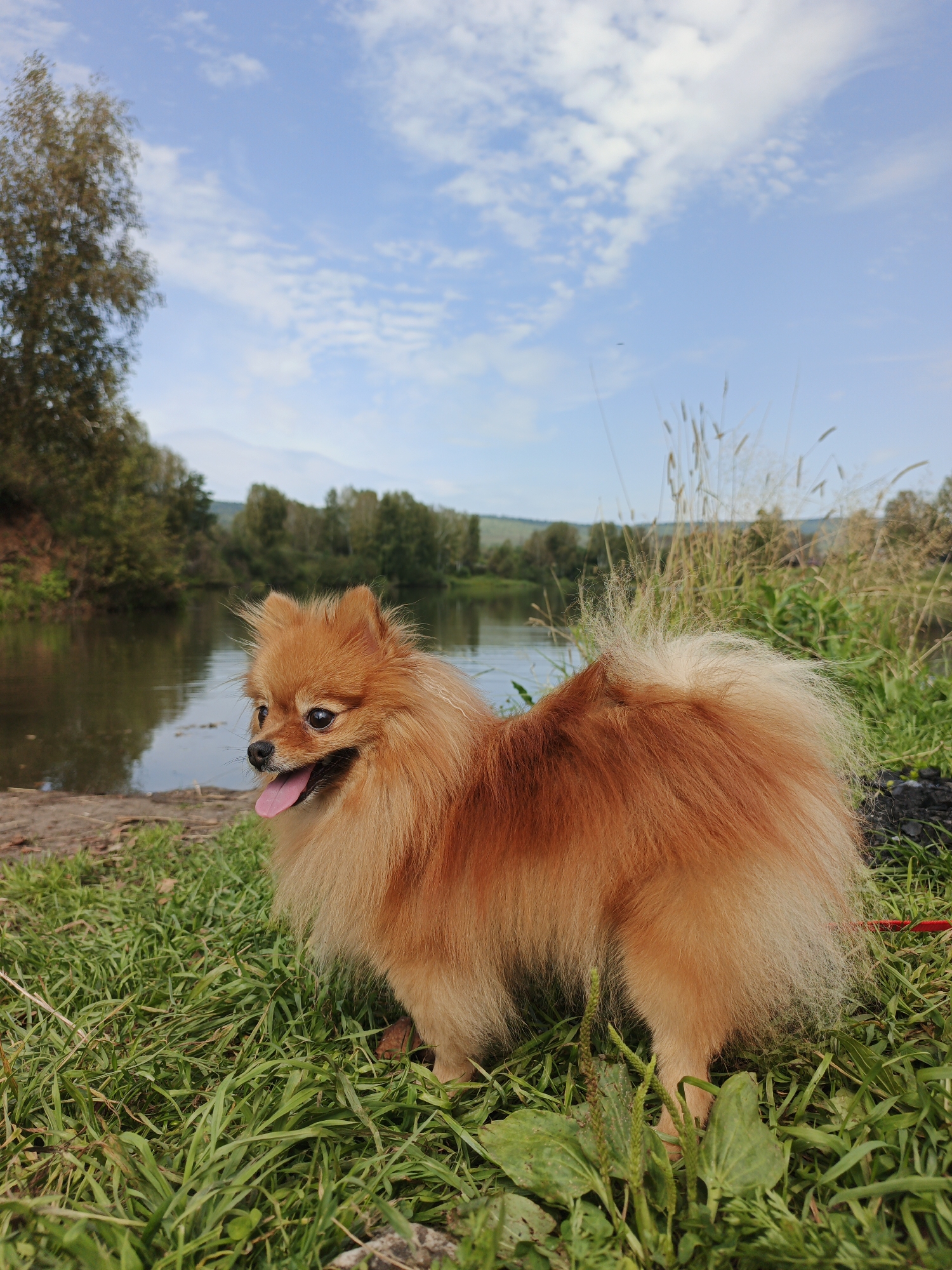 A fluffy, ginger Pomeranian dog stands on a grassy bank next to a calm body of water. The dog is facing left, with its tongue hanging out and its tail bushy. Behind the dog, trees line the opposite bank of the water, and a hazy, hilly landscape is visible in the distance under a blue sky with scattered white clouds. The scene appears to be a natural setting, likely a park or rural area near the village of Urtiushka, Russia, given the abundance of greenery and the presence of a body of water. The lighting suggests it is daytime.