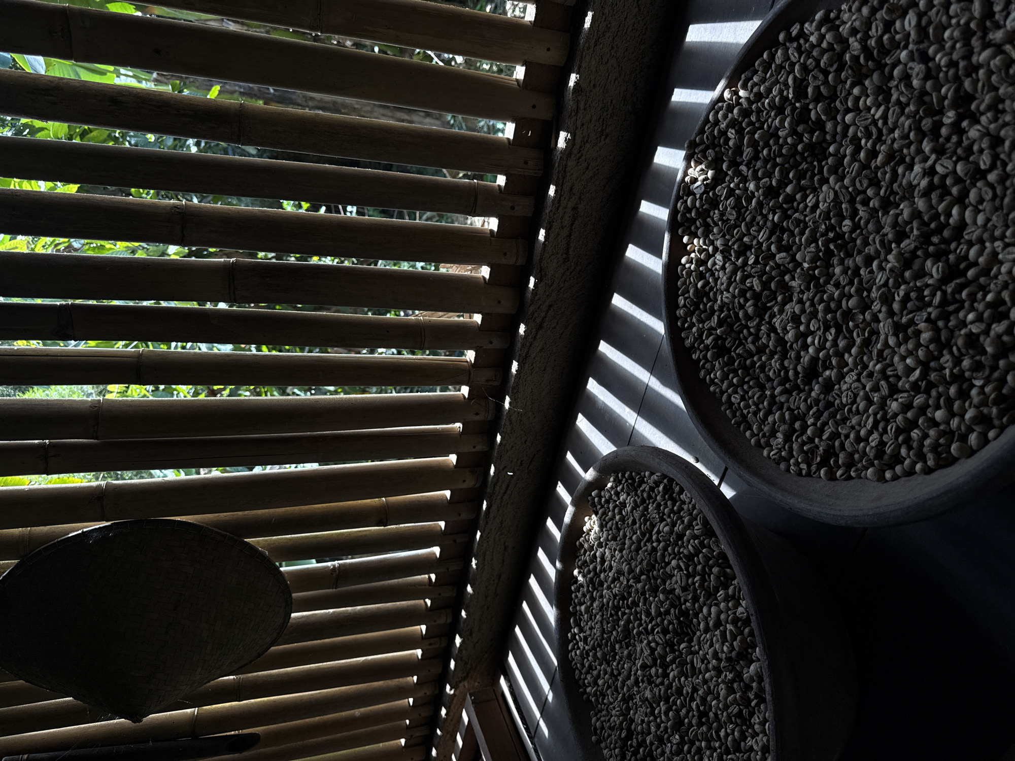 The image depicts an outdoor scene with a focus on two large, shallow, dark-colored circular containers filled with light-colored beans, likely coffee beans, arranged on a wooden floor. A bamboo wall with vertical poles forms the background, allowing sunlight to filter through in distinct striped patterns onto the floor and the beans. A dark, conical woven hat hangs on the left side of the frame, casting a shadow. The overall atmosphere is one of rustic processing, possibly a drying or sorting area for agricultural products, set against a natural, verdant backdrop visible through the bamboo. The scene is located in Tampaksiring, Indonesia, suggesting a setting related to local agriculture and traditional practices.