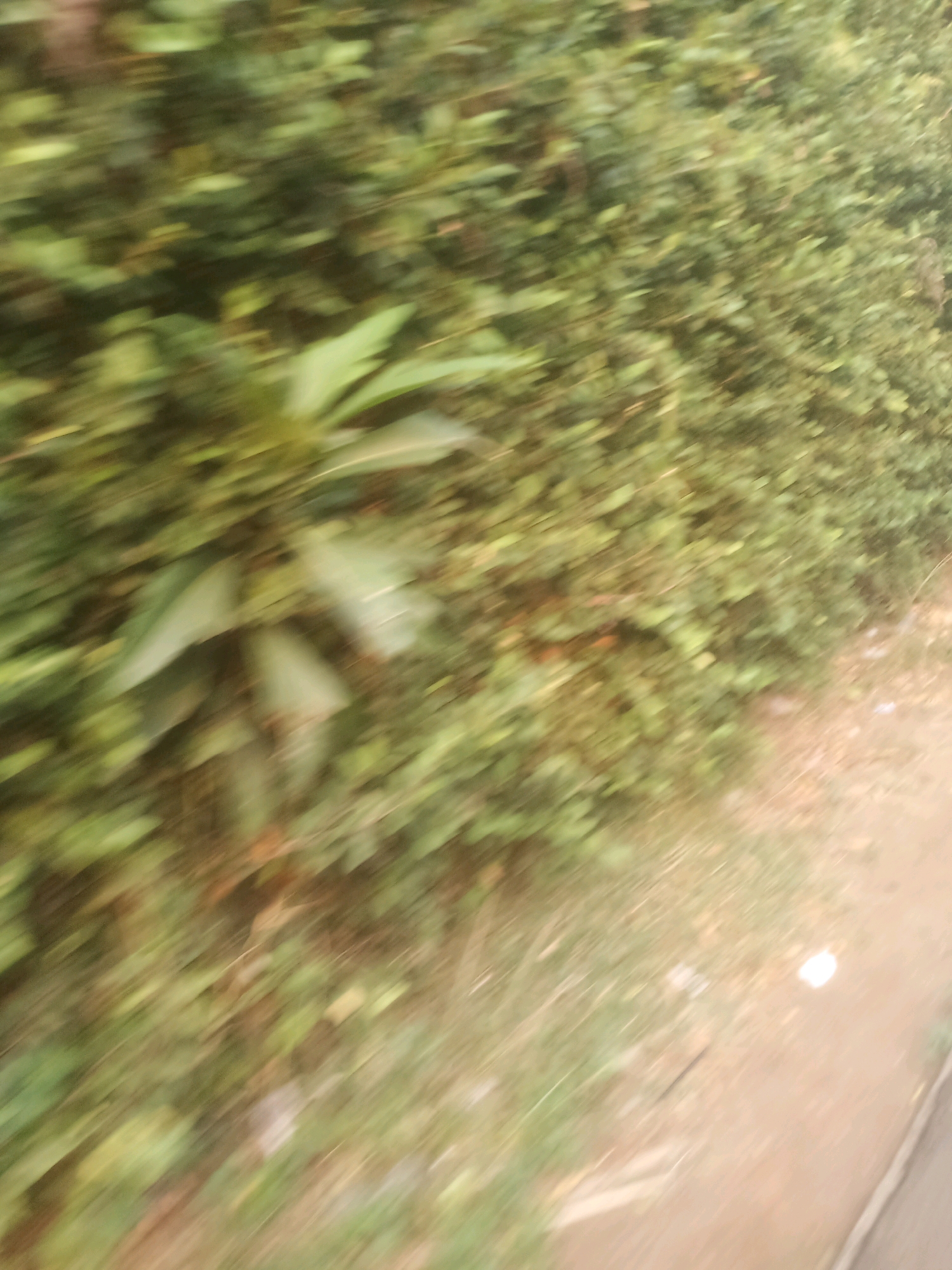 The image depicts a blurred, motion-filled view of a dense green hedge or shrubbery adjacent to a light brown, dirt path. The foliage is the dominant element, appearing as a textured wall of leaves and branches. On the right side of the frame, the path is visible, with some faint white specks that could be debris or small objects. The overall impression is one of movement, possibly captured from a vehicle or while walking, suggesting a natural or park-like setting. The lighting appears natural, with diffused light creating subtle variations in tone within the greenery. No people or distinct objects are clearly discernible due to the blur. The location is described as Ciseeng, Indonesia.
