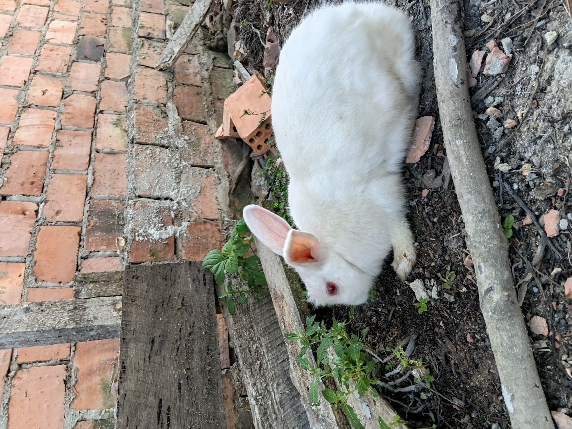 A white rabbit with red eyes rests on dark soil in front of a brick wall. The rabbit is facing left, its ears are perked, and its body is mostly obscured by its fur. Several pieces of weathered wood and some green plants are scattered around the rabbit and on the ground. The background consists of a rough brick wall that appears to be part of an outdoor structure. The scene is outdoors and appears to be in an area with natural or semi-natural elements.