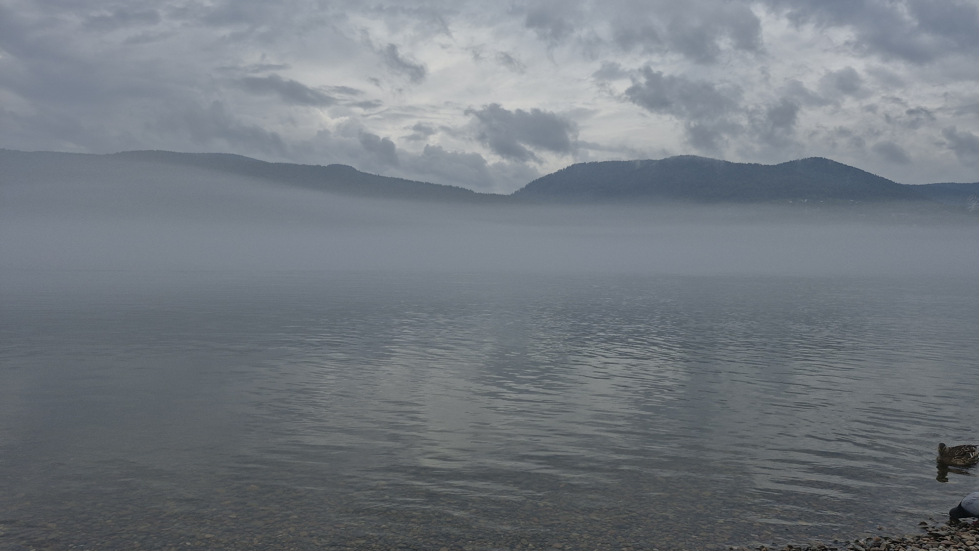 The image depicts a serene, overcast scene at a body of water, likely a lake or reservoir, on the outskirts of Krasnoyarsk, Russia. In the foreground, a pebbled shoreline leads to the tranquil water, which exhibits gentle ripples. A mallard duck is visible swimming in the middle distance on the right side of the frame. The middle ground is characterized by a dense layer of fog that obscures the lower portions of the distant mountains, creating an ethereal, atmospheric effect. The mountains themselves are covered in dark vegetation and rise towards a sky filled with heavy, gray clouds, suggesting a cool or damp day. The overall impression is one of natural beauty and peaceful isolation, typical of the natural landscapes surrounding Krasnoyarsk.