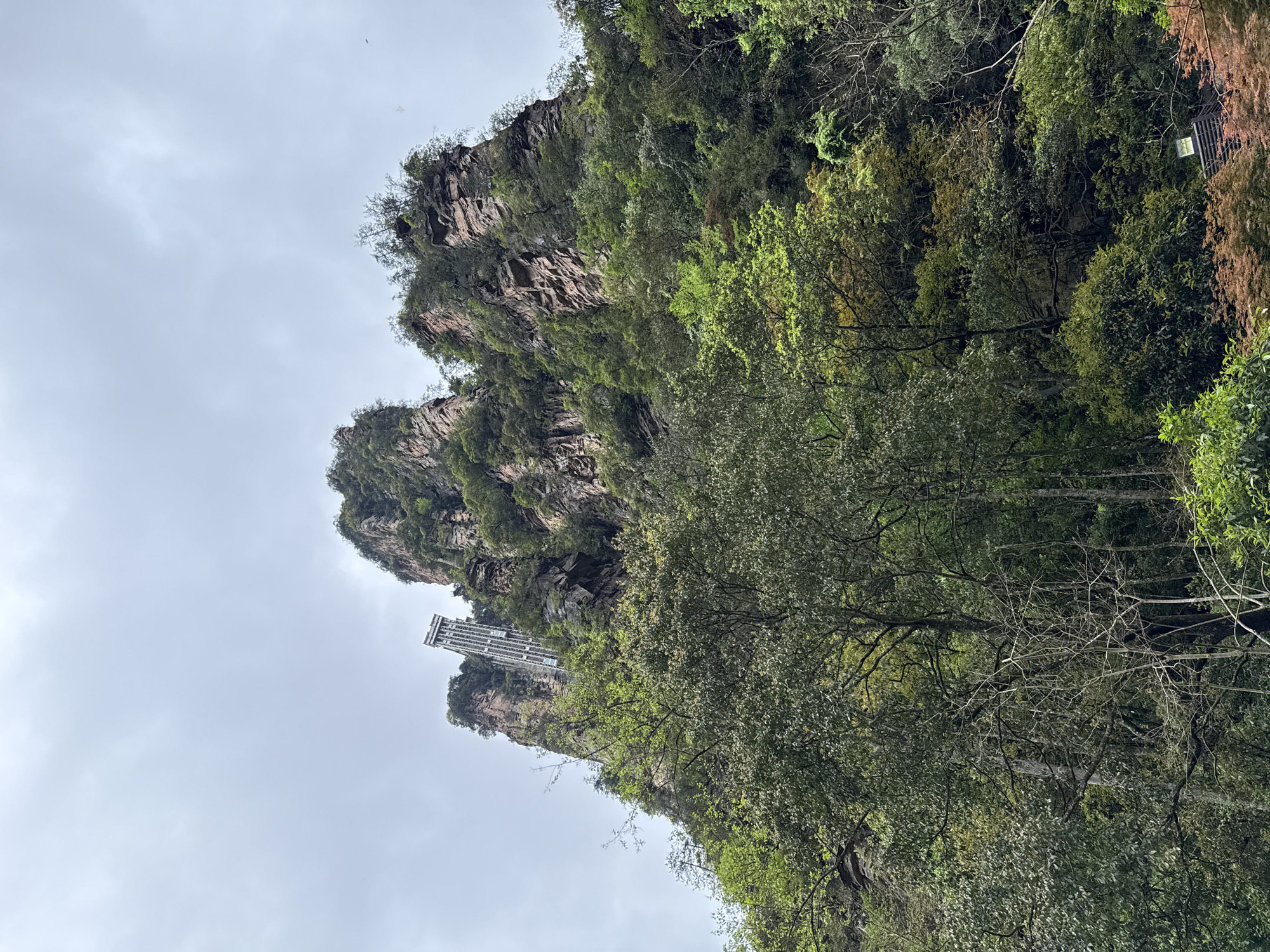 The image depicts a steep, rocky cliff face covered with dense green vegetation in Luoguta, China. A tall, slender structure, likely an elevator or observation tower, is built directly into the cliff. The sky is overcast, and the image appears to be taken from a low angle, looking upwards towards the cliff and structure. The environment is lush and natural, contrasted by the man-made structure integrated into the landscape.