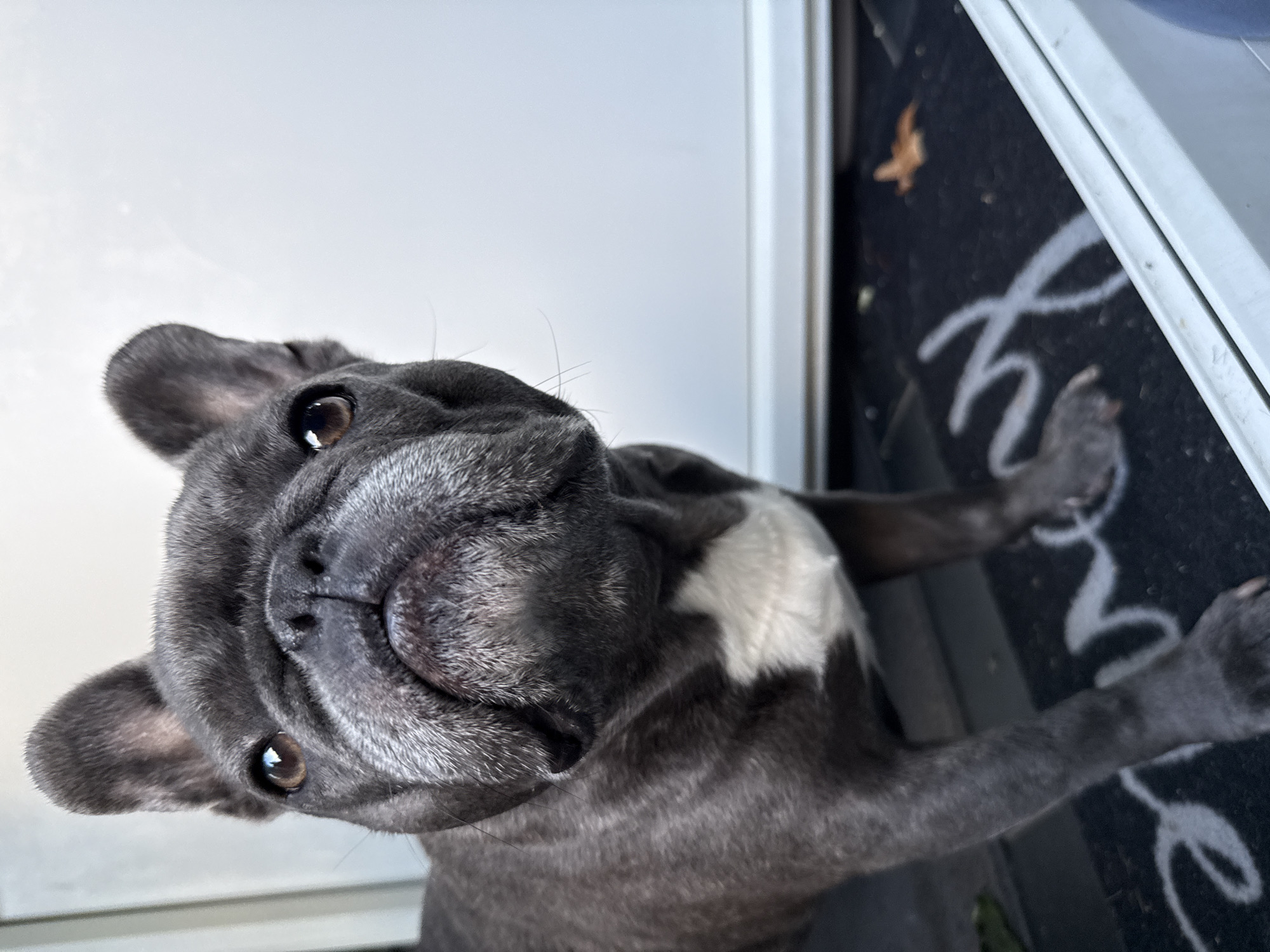 A French bulldog is captured from a low angle, looking directly at the camera. The dog has a dark grey coat with a white patch on its chest. Its ears are upright and its eyes are a warm brown. The dog is standing on a doormat with the word "HOME" written in white script. The background is blurred, with a white wall and a glimpse of a door frame. There are no people visible in the image, and the setting appears to be the entrance of a building. The lighting suggests it might be daytime. There is no information to indicate this image is located in Bad Sachsa, Germany.
