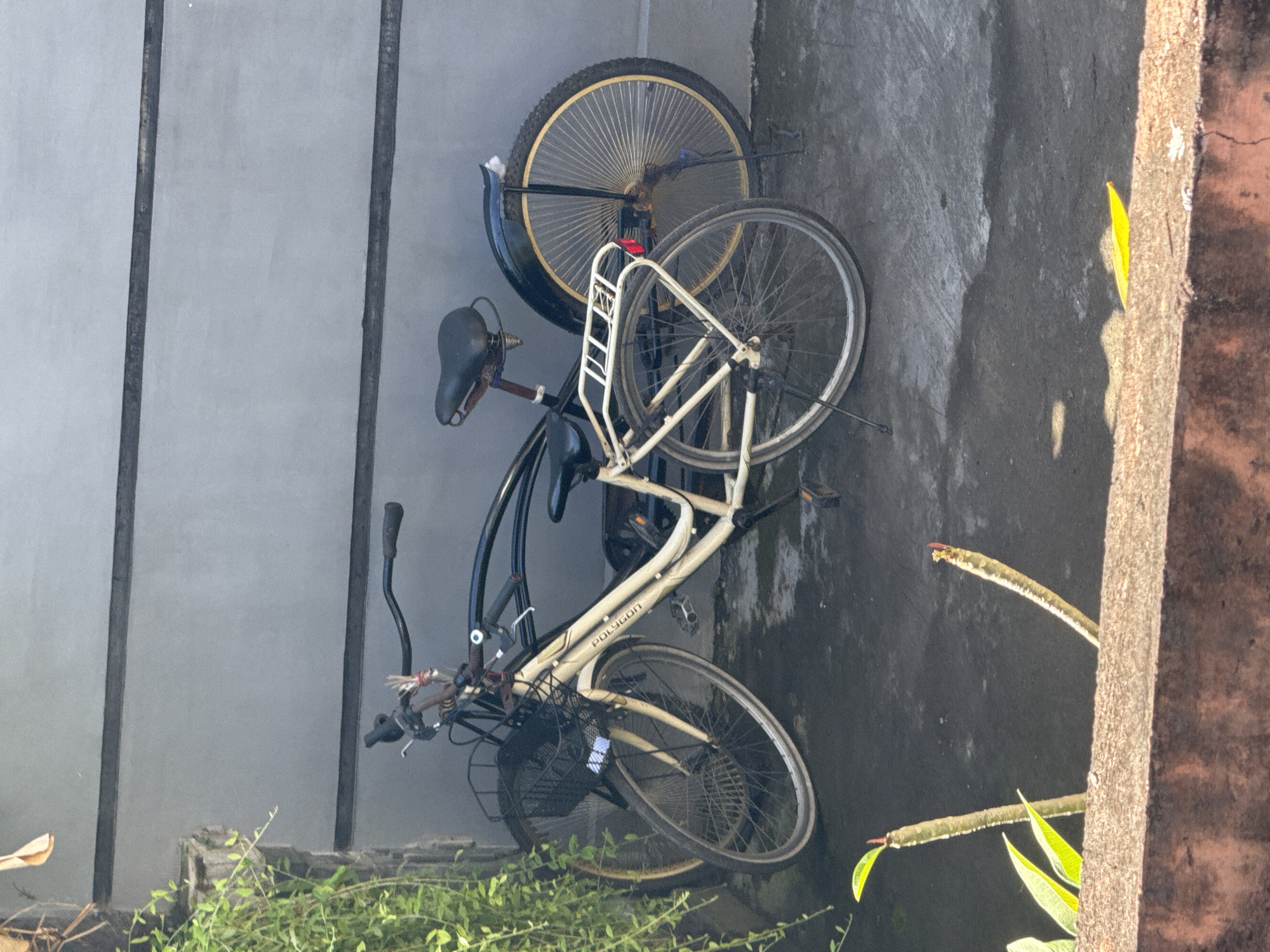 The image shows two bicycles leaning against a wall in an outdoor setting. The wall appears to be made of concrete, and there is vegetation at the base of the wall. The two bicycles are leaning at an angle. The top bicycle is dark and gold. The bottom bicycle is light tan and has a black basket attached to the front. The word "POLYGON" is printed on the frame. The location may be Kuta, Indonesia. A tree or large plant is on the right side of the image.