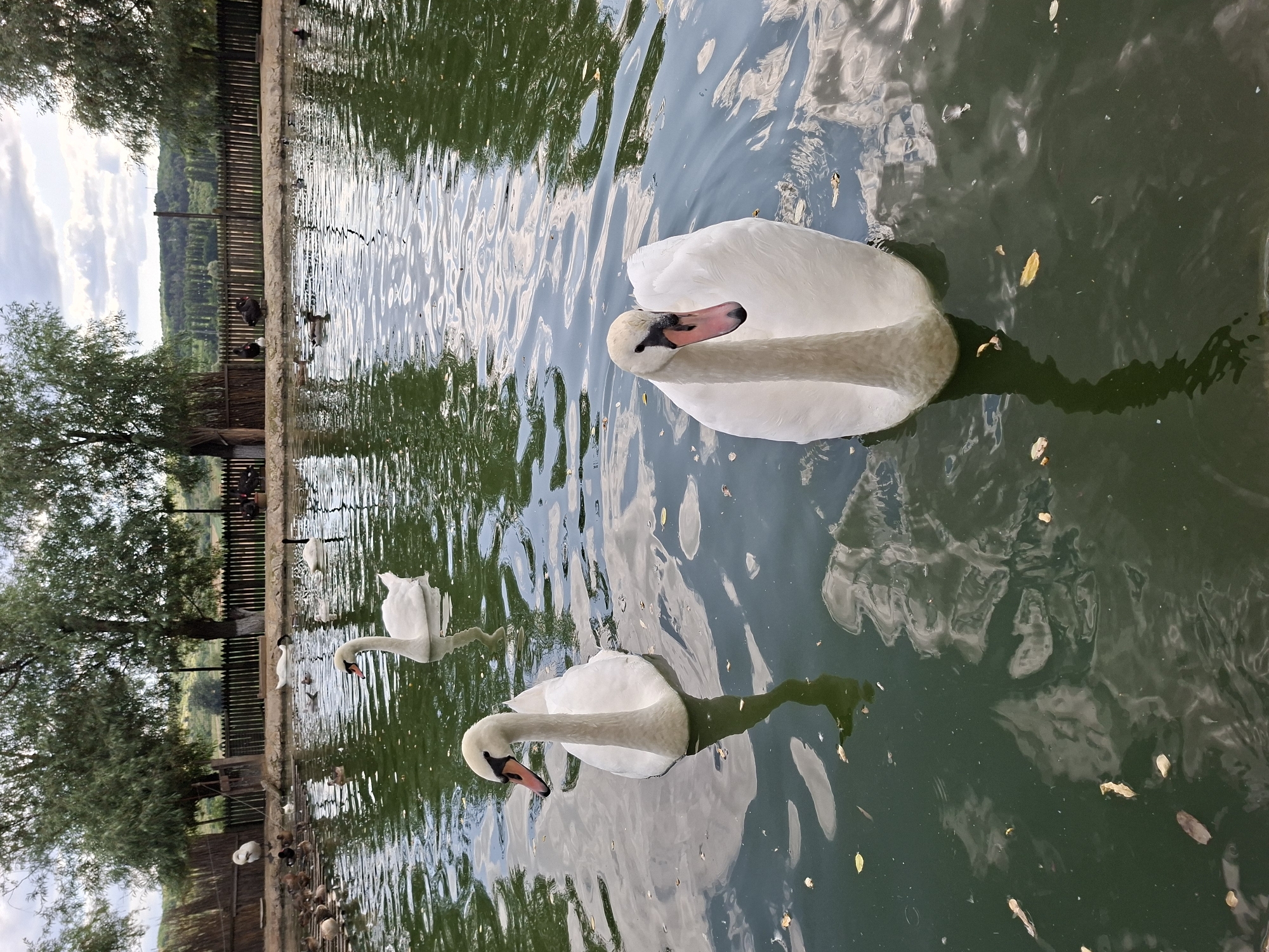The image shows a pond with several white swans and some ducks. The swans are in the foreground and middle ground of the image, with one swan in the right foreground and another in the left middle ground. A third swan is in the middle ground further back, and another is partially visible in the background. Ducks are visible scattered across the pond, and some are on a wooden structure on the left side. Trees and a wooden fence line the background of the pond, with a hilly landscape visible beyond the fence. The water is green and reflects the sky and surrounding trees. The scene appears to be a naturalistic enclosure for waterfowl, likely in a park or sanctuary setting. The image is not specific to Bardar, Moldova, but could be representative of such a location.
