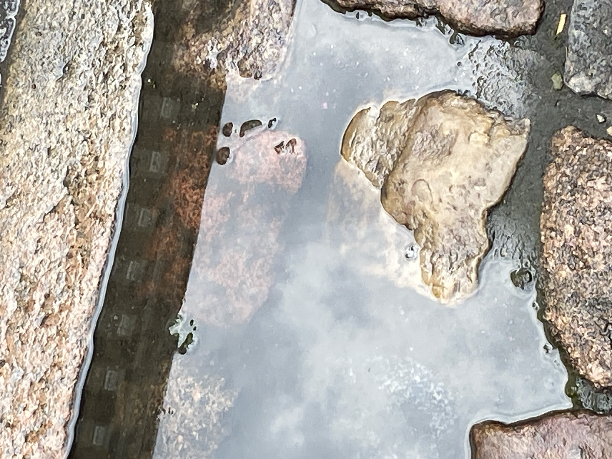 The image shows a close-up view of a puddle on a cobblestone surface. The puddle reflects the sky and surrounding textures. Several rough-textured stones are visible, some submerged in the water and others forming the edge of the puddle. One prominent, light-colored stone in the water has an irregular, almost head-like shape. The reflections in the water reveal a darker, grid-like pattern, possibly from a grate or submerged structure. There are small bubbles or disturbances on the water's surface. The overall impression is of a damp, textured outdoor environment. The lighting suggests it could be daytime, but the overcast nature of the reflections indicates potentially cloudy weather. The location is identified as Szczecin, Poland, which suggests an urban or historical setting where cobblestones are common. No people or overt activities are depicted, creating a still and observational mood.