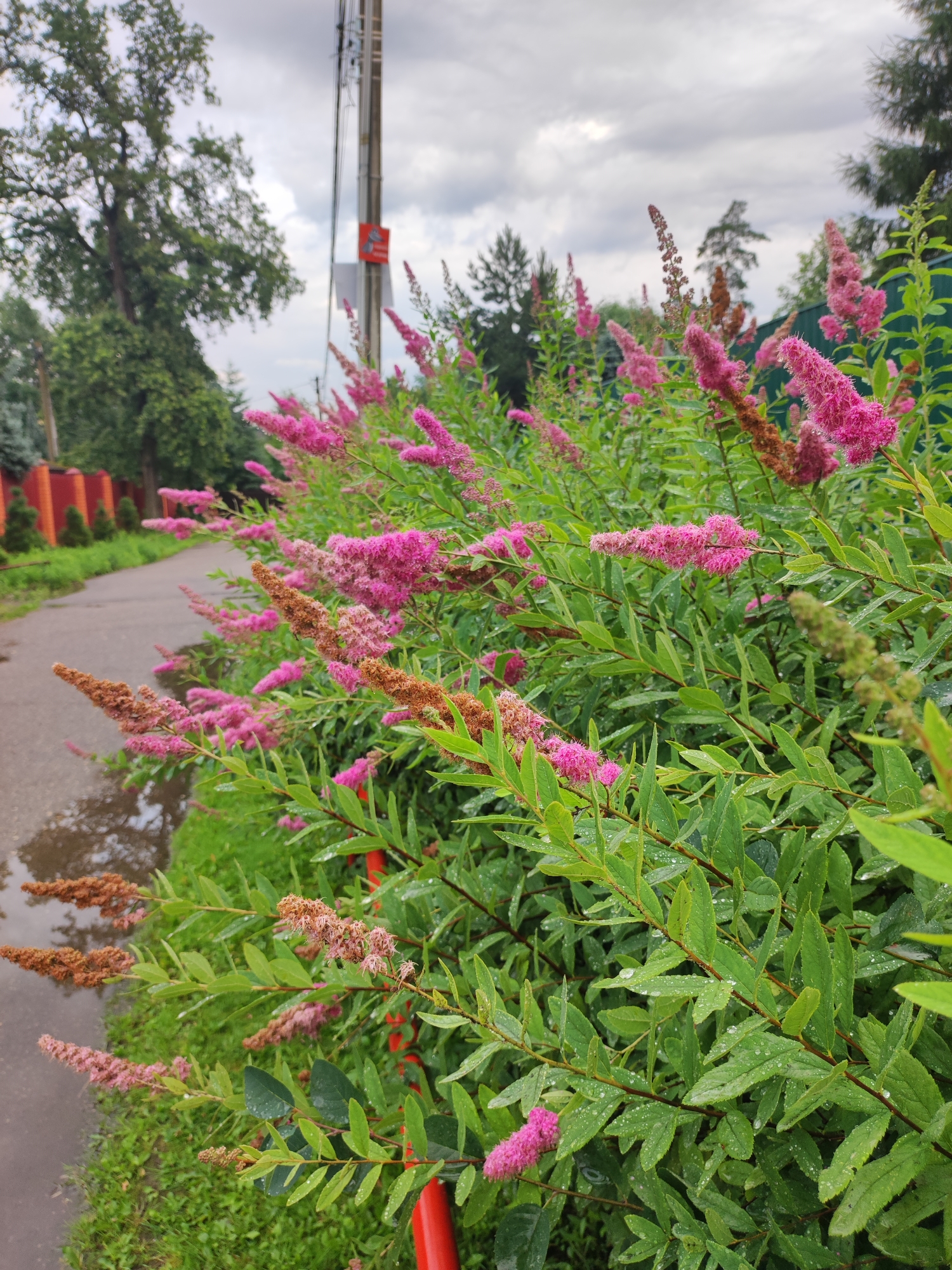 The image shows a close-up view of a lush green bush with clusters of small, fuzzy pink flowers and some dried brown flower heads. The leaves are wet, indicating recent rain. To the left, a paved path curves away, bordered by green grass and a short orange fence. In the background, a tall utility pole with wires runs vertically. The sky is overcast with gray clouds. The scene is outdoors, likely in a residential area of Alabino, Russia, given the presence of a paved path, fence, and utility pole. There are no people or animals visible in the image.