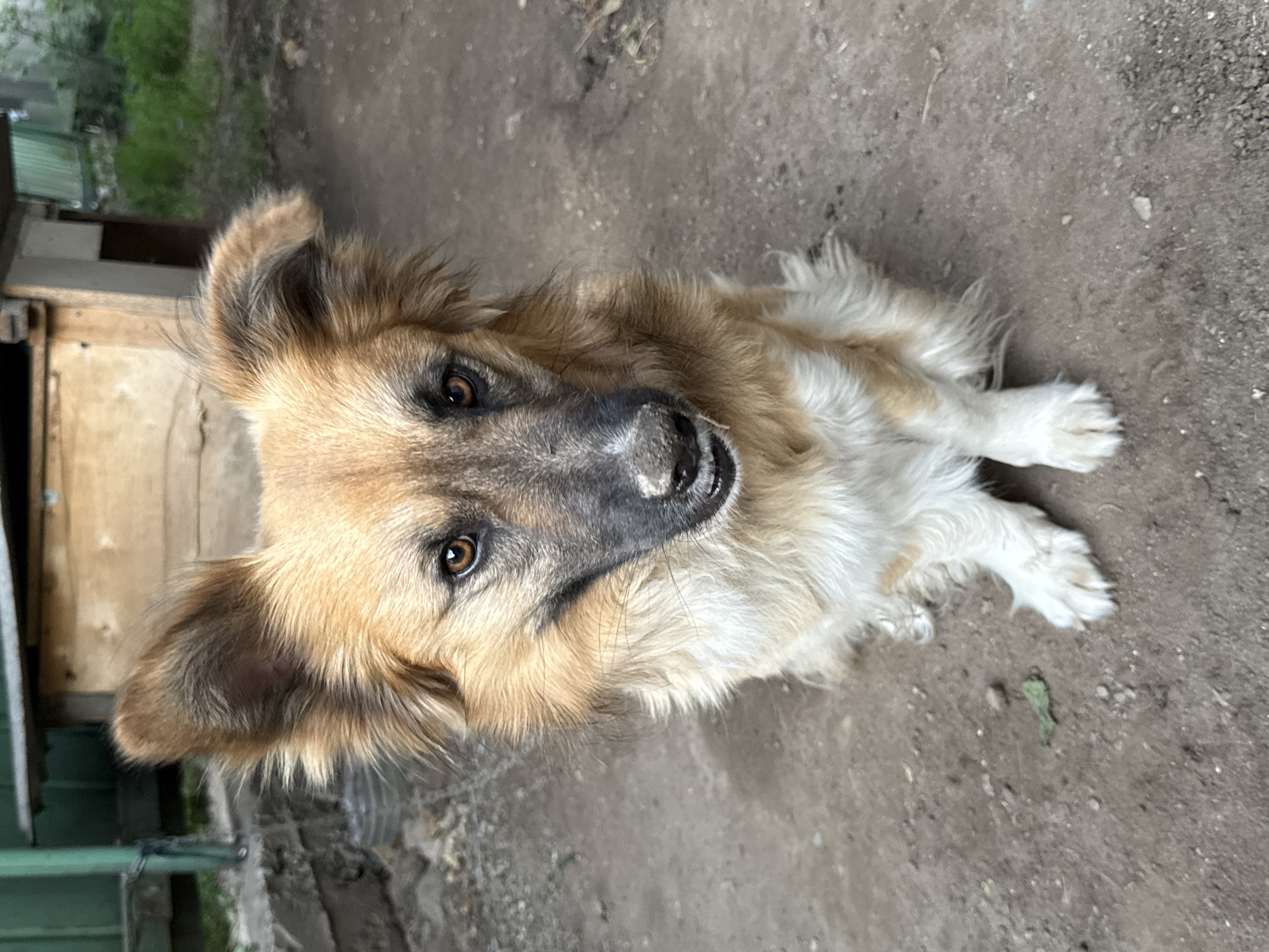 A medium shot photograph shows a dog lying on a dirt ground. The dog has long, light brown fur with white patches around its chest and legs. It has alert, brown eyes, a black nose, and pointed ears. The dog is looking directly at the camera with its head tilted slightly. Its body is oriented towards the right side of the frame, with its front paws extended forward. In the background, to the left, there is a wooden structure with some green metal fencing in front of it. The ground is composed of dirt and small stones, with some dried leaves scattered around. The lighting suggests it is daytime, possibly overcast given the soft shadows. The overall impression is one of a domestic animal in an outdoor, possibly rural or semi-urban, setting. There is no visible text in the image.