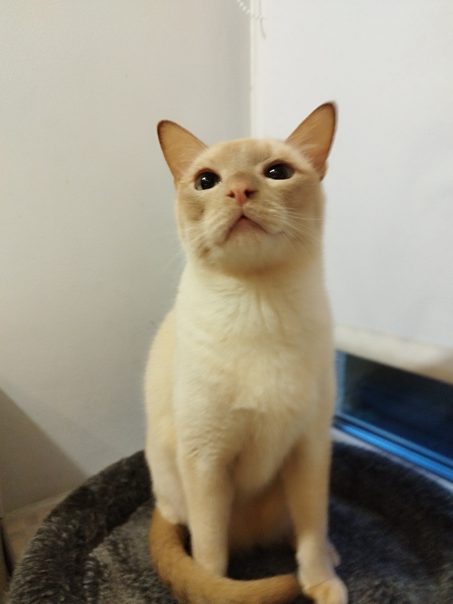 An indoor, eye-level, medium shot captures a light tan Burmese cat sitting on a gray, textured cat bed. The cat is facing forward and slightly upward, with its head tilted and its gaze directed off-camera. Its ears are pointed upwards, and its eyes are large and dark. The cat's fur is short and appears sleek. Its tail is curled around its body. Behind the cat, a plain white wall takes up the upper portion of the frame, with a hint of a blue-tinted window visible in the background on the right. The overall lighting is soft and diffused. The scene is devoid of any human presence or activity. There is no discernible information to suggest a location in Saint Petersburg, Russia, or any other specific geographical area.