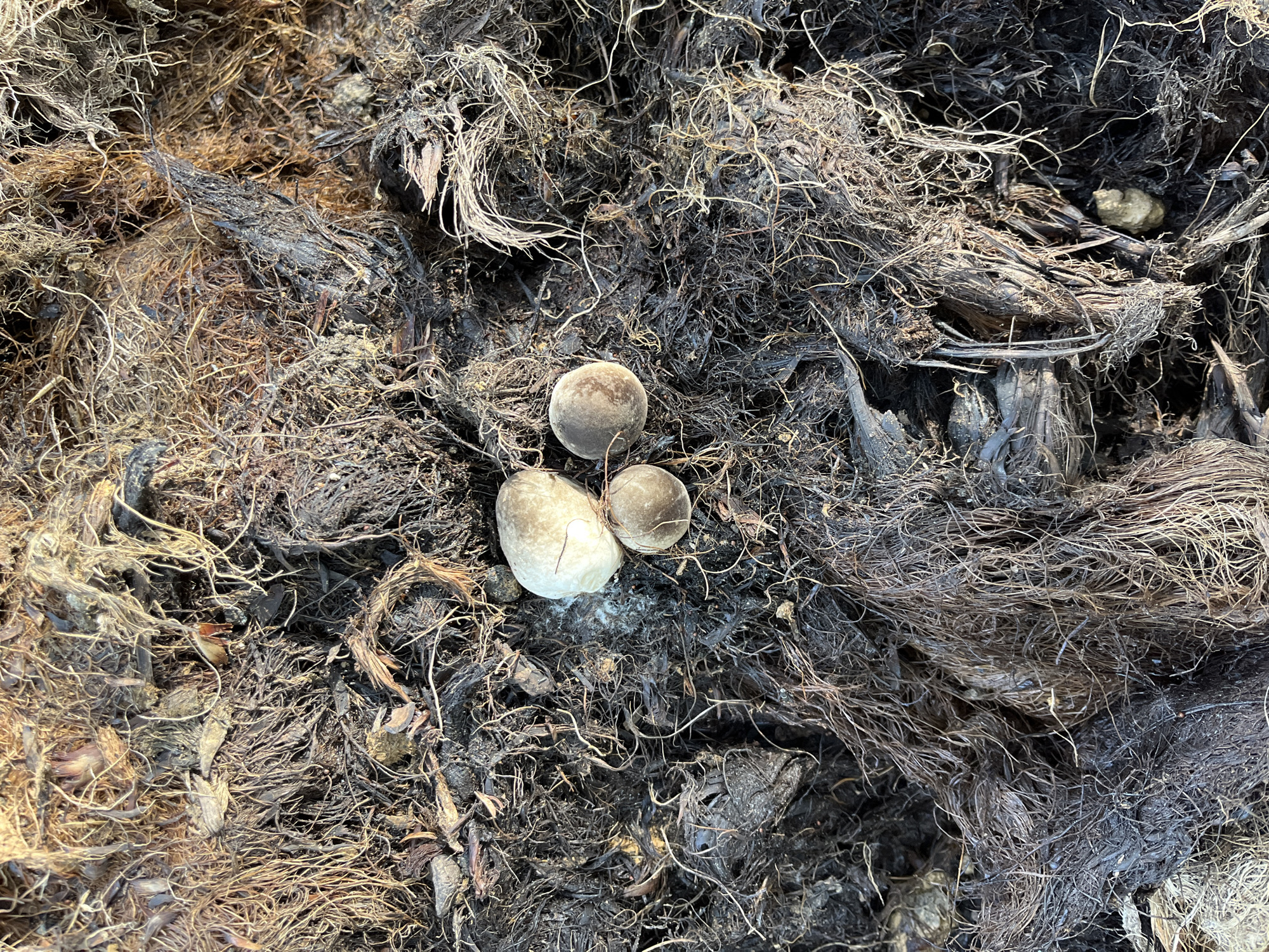 A close-up, overhead view of a pile of decomposing organic material, likely compost or mulch. The material is predominantly dark brown and black, with a coarse, fibrous texture. Interspersed within the organic matter are three small, pale, spherical objects. The object on the left is the largest and appears to be a smooth, light-colored stone or a small, partially decomposed fruit. To its right are two smaller, round objects that resemble small stones or seeds. A faint white fuzzy substance is visible around the base of the larger pale object. The surrounding environment consists of dark, tangled fibers and fragments of decaying plant matter. This scene is not within the city of Sukajadi, Indonesia.