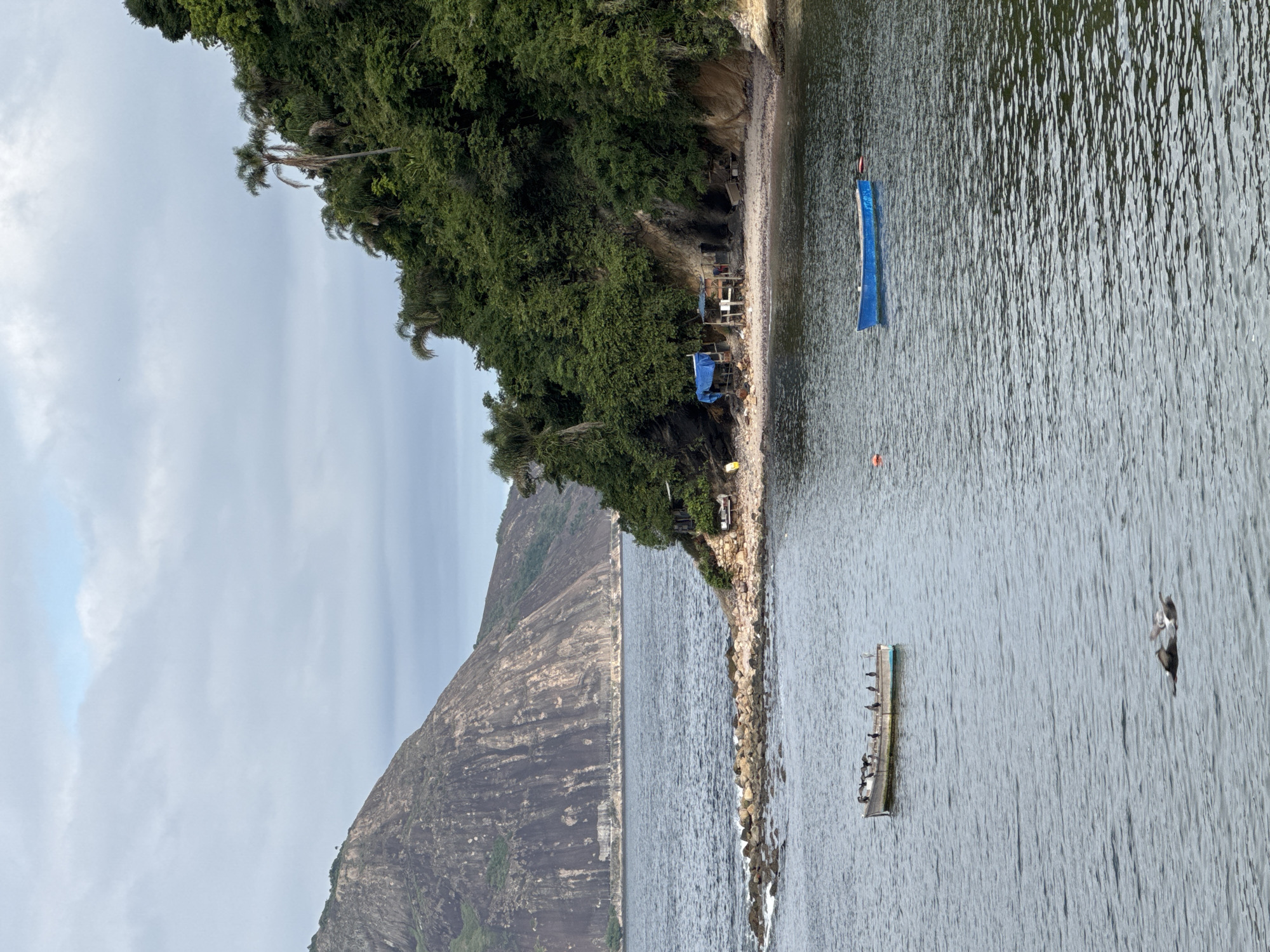 This image depicts a serene coastal scene likely within the city of Niterói, Brazil, possibly near the Jurujuba neighborhood known for its fishing communities and natural beauty. In the foreground, a calm body of water, likely Guanabara Bay, occupies the majority of the frame. Two small boats are visible. The first, a weathered, flat-bottomed boat, is moored closer to the shore and is occupied by a flock of birds, perched along its sides and stern. The second boat, a bright blue rowboat, drifts gently in the middle distance, tethered by a thin line to a buoy.
The middle ground reveals a small, secluded beach area with a rocky shoreline. A cluster of makeshift structures, possibly fishing shacks, are nestled against a steep, tree-covered cliff face. One structure is covered with a blue tarp, suggesting shelter from the elements. Palm trees and dense green foliage dominate the cliff, creating a lush, tropical backdrop.
In the background, a large, imposing mountain with a distinctly striated rock face rises majestically. This geological formation is characteristic of the mountains found in Niterói, such as the Pico do Papagaio or the region around the Parque da Cidade. The sky above is overcast, with soft, diffused light casting a gentle, almost subdued atmosphere over the entire scene. The overall impression is one of tranquility and a close connection to nature.