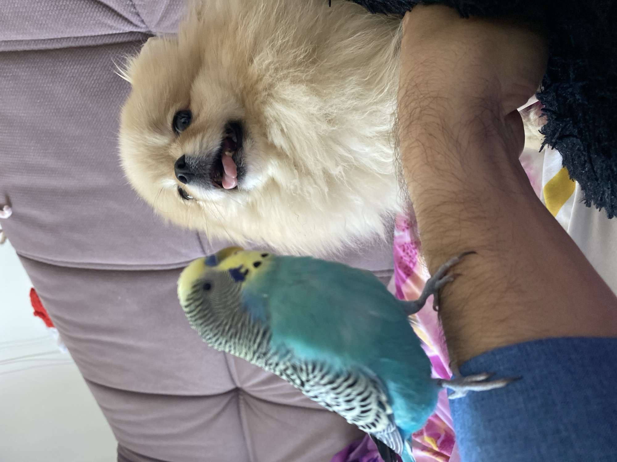 A Pomeranian dog and a budgerigar are depicted indoors. The dog, positioned at the upper left of the frame, has light brown fur and its tongue is visible. The budgerigar, located lower and to the left, is perched on a person's arm wearing a blue shirt. The bird is predominantly blue with black and white markings on its head and back. A couch with a textured, lavender-colored fabric can be seen behind the dog and bird. The setting appears to be a domestic interior. The location is specified as Unknown, Unknown.