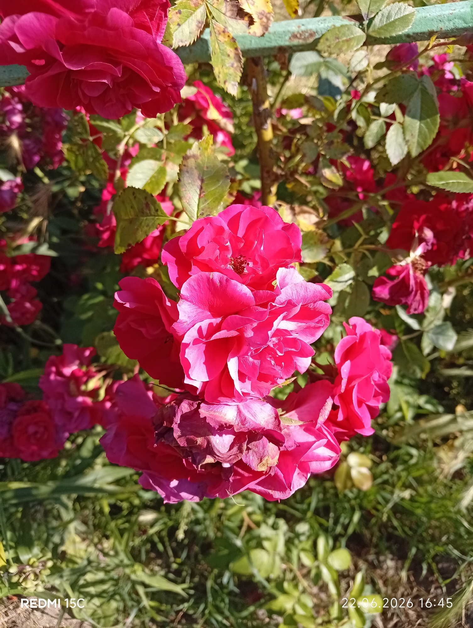 A cluster of vibrant pink roses is the central focus of this outdoor shot, with some blooms appearing fresh and others beginning to wilt. The roses are set against a backdrop of lush green foliage, with some leaves showing signs of browning or spotting, suggesting the end of summer or a less than ideal growing season. A weathered, light green metal bar or fence runs horizontally across the upper portion of the frame, partially obscured by the leaves and flowers. The sunlight casts distinct shadows on the petals, indicating it is likely daytime with bright sun.
The scene appears to be a garden or a park in Mykolaivka, Ukraine. The overall mood is one of natural beauty, though the wilting flowers and spotted leaves add a touch of melancholy.
Visible text includes "REDMI 15C" in the bottom left corner, likely a device watermark, and "22.06.2026 16:45" in the bottom right corner, indicating a date and time, though the year is in the future.