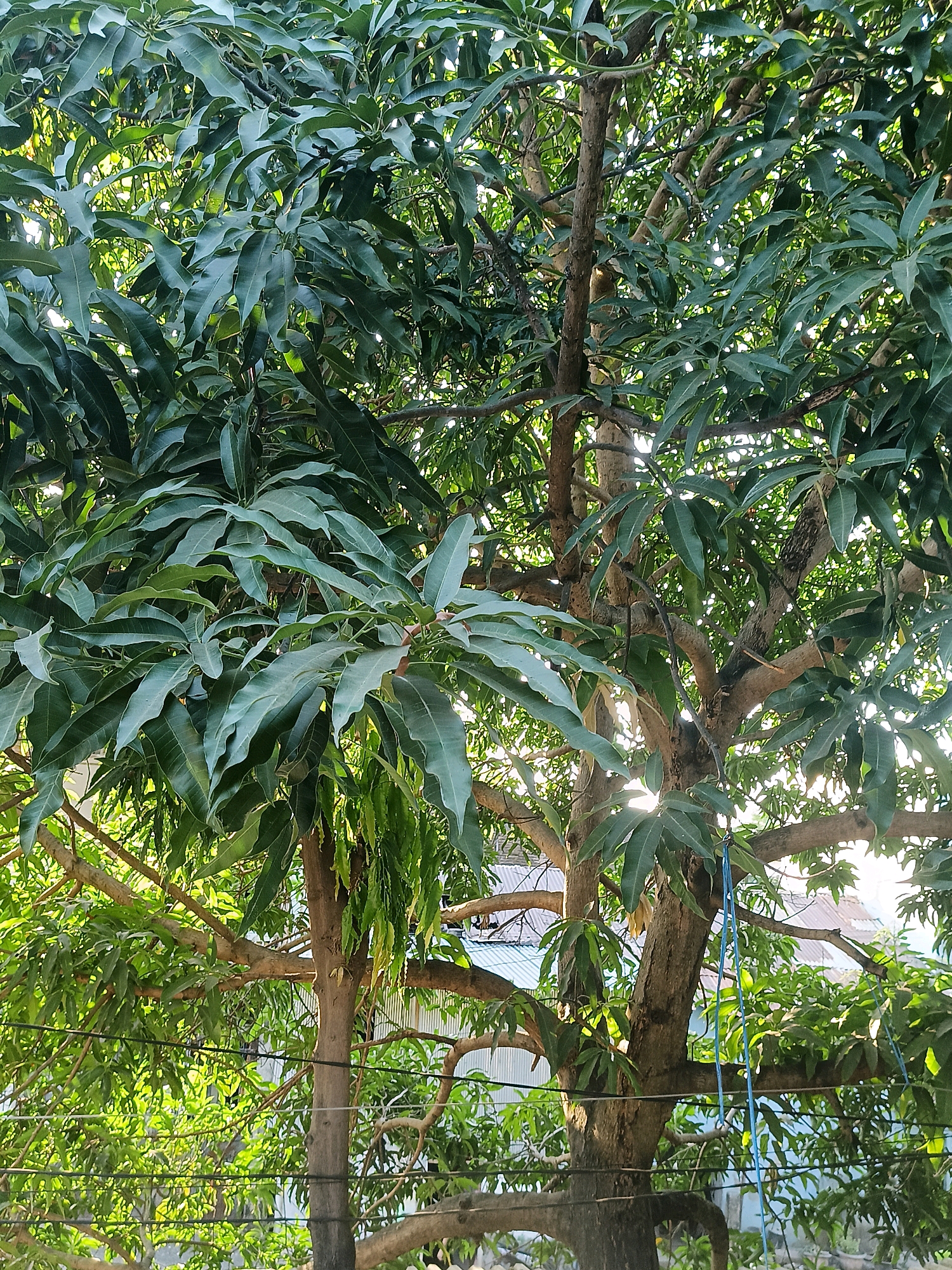This image shows a close-up view of a mature mango tree with lush green foliage, its branches crisscrossing and filled with broad, elongated leaves. Sunlight filters through the dense canopy, creating dappled light and highlighting the textures of the bark and leaves. In the background, out-of-focus elements suggest buildings with corrugated metal roofs, hinting at an urban or semi-urban environment. Several thin electrical wires are visible in the foreground, strung across the frame, further indicating a populated area. A bright blue string or rope is tied to one of the tree's branches. The scene appears to be captured during the daytime, with the warm light suggesting either morning or late afternoon. This image could be located in the city of Makassar, Indonesia, where mango trees are common and infrastructure like electrical wires is prevalent.