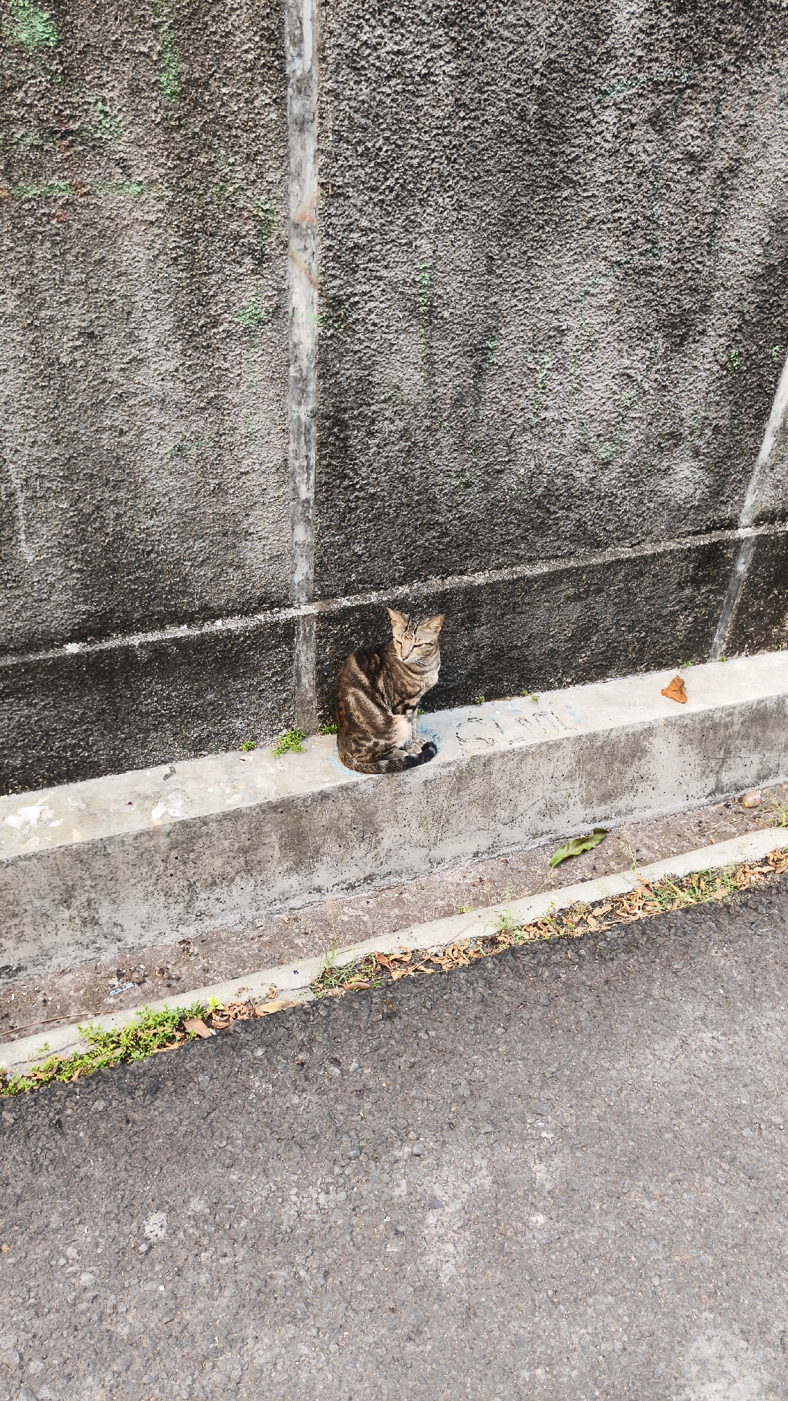 A tabby cat sits on a concrete curb next to a textured concrete wall. The cat is positioned to the left of center in the frame, facing slightly towards the viewer with its eyes narrowed. To the right of the cat on the curb, there is a small pile of brown material that resembles a bird dropping. The ground in front of the curb is asphalt, with some sparse green vegetation and dry leaves along the edge of the curb. The concrete wall behind the cat has some green and possibly pink markings on its surface and a vertical, lighter colored pipe or conduit running down its center. The scene appears to be outdoors, likely in a public area, as indicated by the presence of asphalt and the urban-style wall. The lighting suggests it is daytime. The image does not contain enough contextual information to specifically determine its location within South Jakarta, Indonesia.