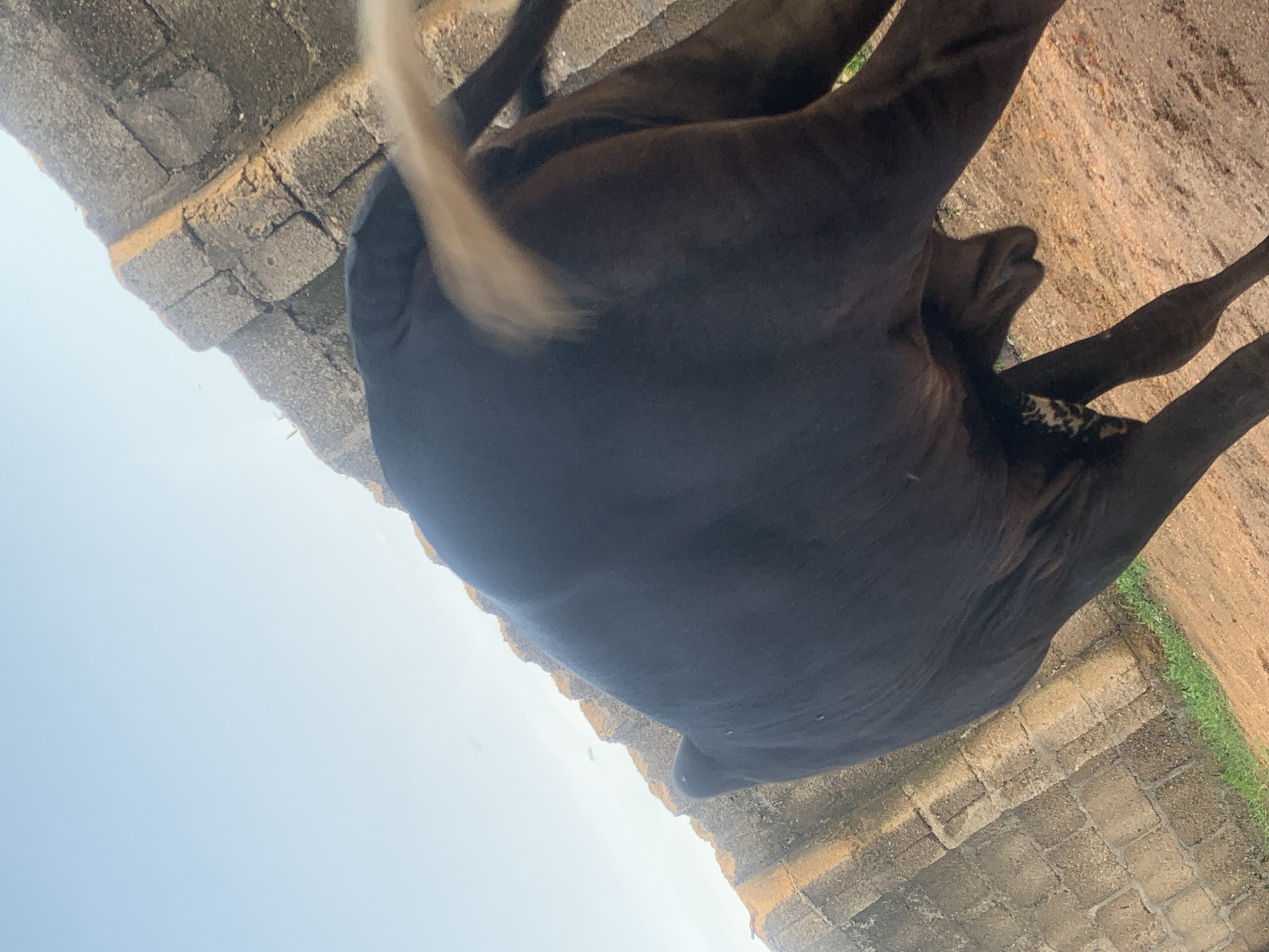 A dark-colored cow is shown from behind, with its tail swishing. The cow is standing on a dirt ground, with a brick wall to its left. The sky is visible in the background, with a clear blue hue. The image appears to be taken in Jalingo, Nigeria.