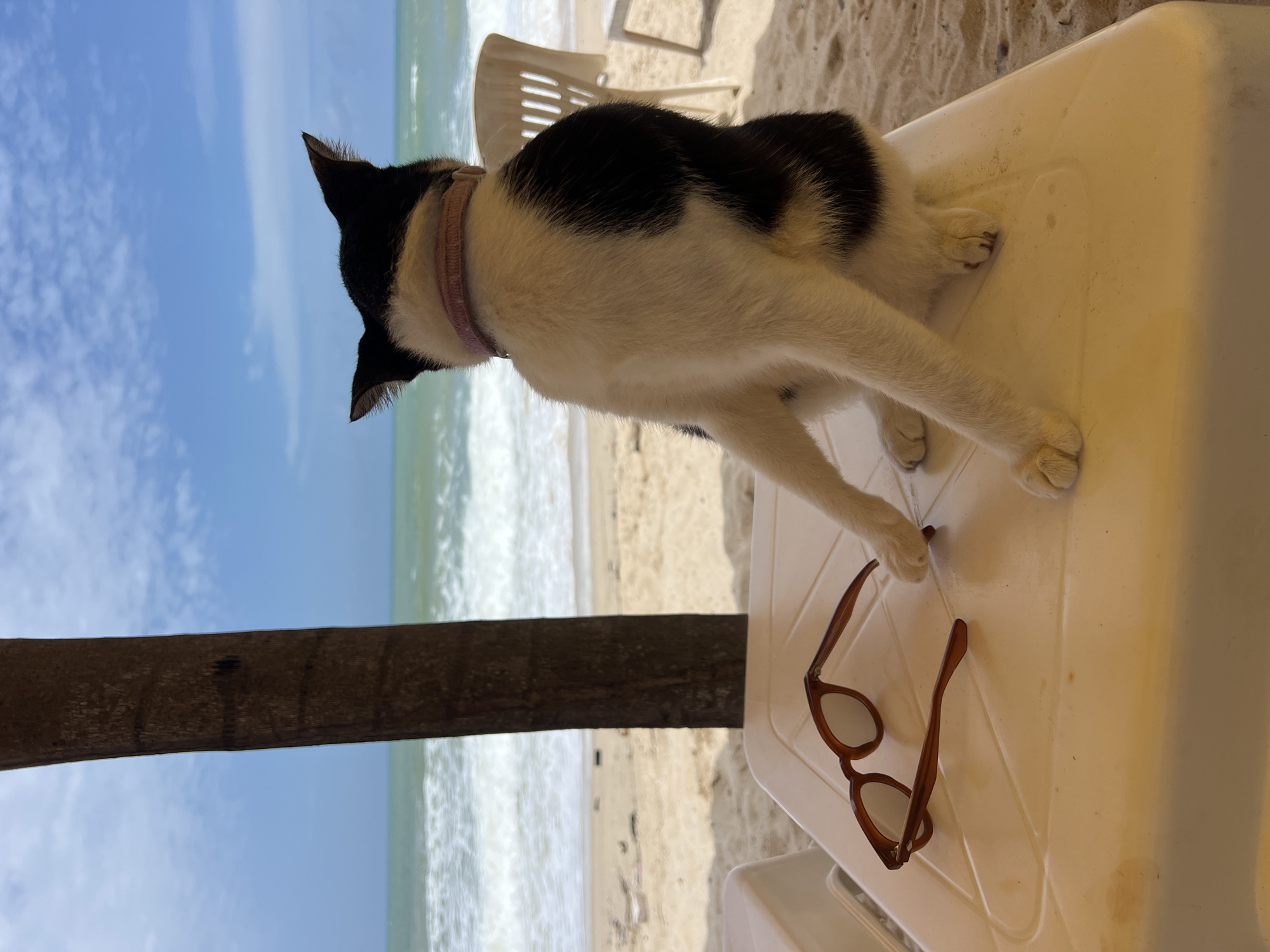 A black and white cat with a pink collar sits on a white plastic table on a sandy beach, facing away from the camera. The cat is positioned in the center of the frame, with its body angled to the right. In the foreground, on the table, a pair of brown-rimmed sunglasses is placed to the left of the cat.
Behind the table, the ocean stretches out to the horizon under a blue sky with scattered clouds. Waves crash on the sandy shore, and the beach is dotted with a few pieces of debris. A dark brown palm tree trunk stands to the left of the cat, partially obscuring the view of the sky and ocean. White plastic chairs are visible in the background on the beach. The scene appears to be set in a tropical location, likely a beach resort. The lighting suggests it is daytime, possibly late morning or early afternoon.
Based on the presence of palm trees, beaches, and the general ambiance, the location is likely Choeng Thale, Thailand.