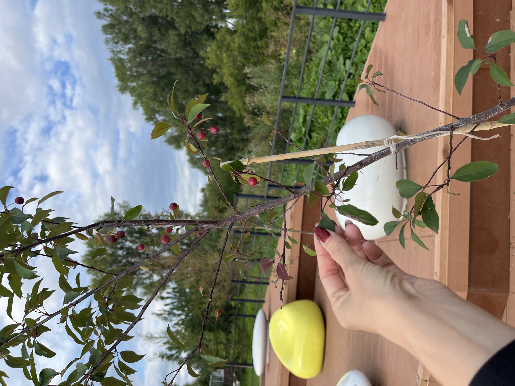 The image shows a close-up of a young tree with small red fruits, likely ornamental crabapples. A person's hand with dark red nail polish is gently touching a leaf on the tree. The tree is planted in a pot on a wooden deck. In the background, there are two large, smooth, white and yellow seating objects. Beyond the deck, a metal fence encloses an area with green foliage and trees. The sky above is partly cloudy. The scene appears to be an outdoor setting, possibly a garden or a patio area, in the city of Blagoveshchensk, Russia.