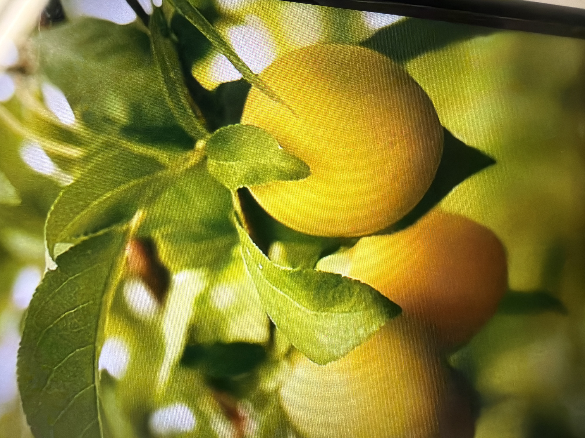The image displays a close-up view of several ripe, yellow plums on a tree branch. Green leaves, some with serrated edges, are interspersed among the fruit, creating a vibrant natural scene. The lighting suggests it is daytime, with bright highlights on the plums and leaves, and a soft, blurred green background. There are no people or any man-made structures visible in the frame. The scene is set in a natural outdoor environment, likely a garden or orchard. The image provides no information or context to suggest a location in Moscow, Russia.