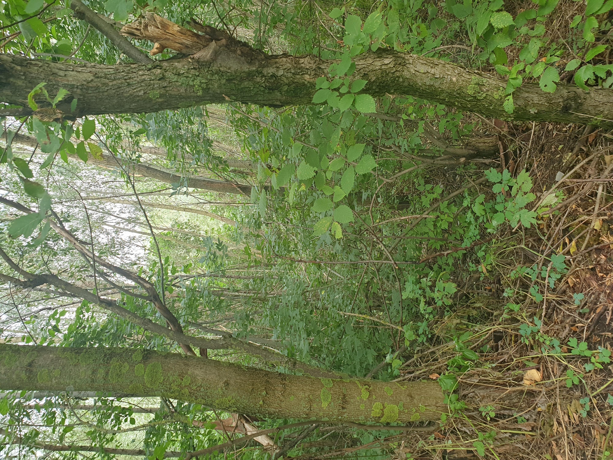 The image depicts a dense forest environment, likely in or around the city of Lozovyi Yar, Ukraine. The scene is characterized by a thick undergrowth of trees and vegetation, with a focus on the textured bark of two prominent trees in the foreground. The tree on the left is covered in patches of vibrant green moss. The tree on the right exhibits rough, textured bark and a broken, woody protrusion on its side. The ground is covered with fallen leaves and branches, indicative of a natural forest floor. Sunlight filters through the canopy, creating dappled light and shadow throughout the scene. No people or animals are visible in the image.