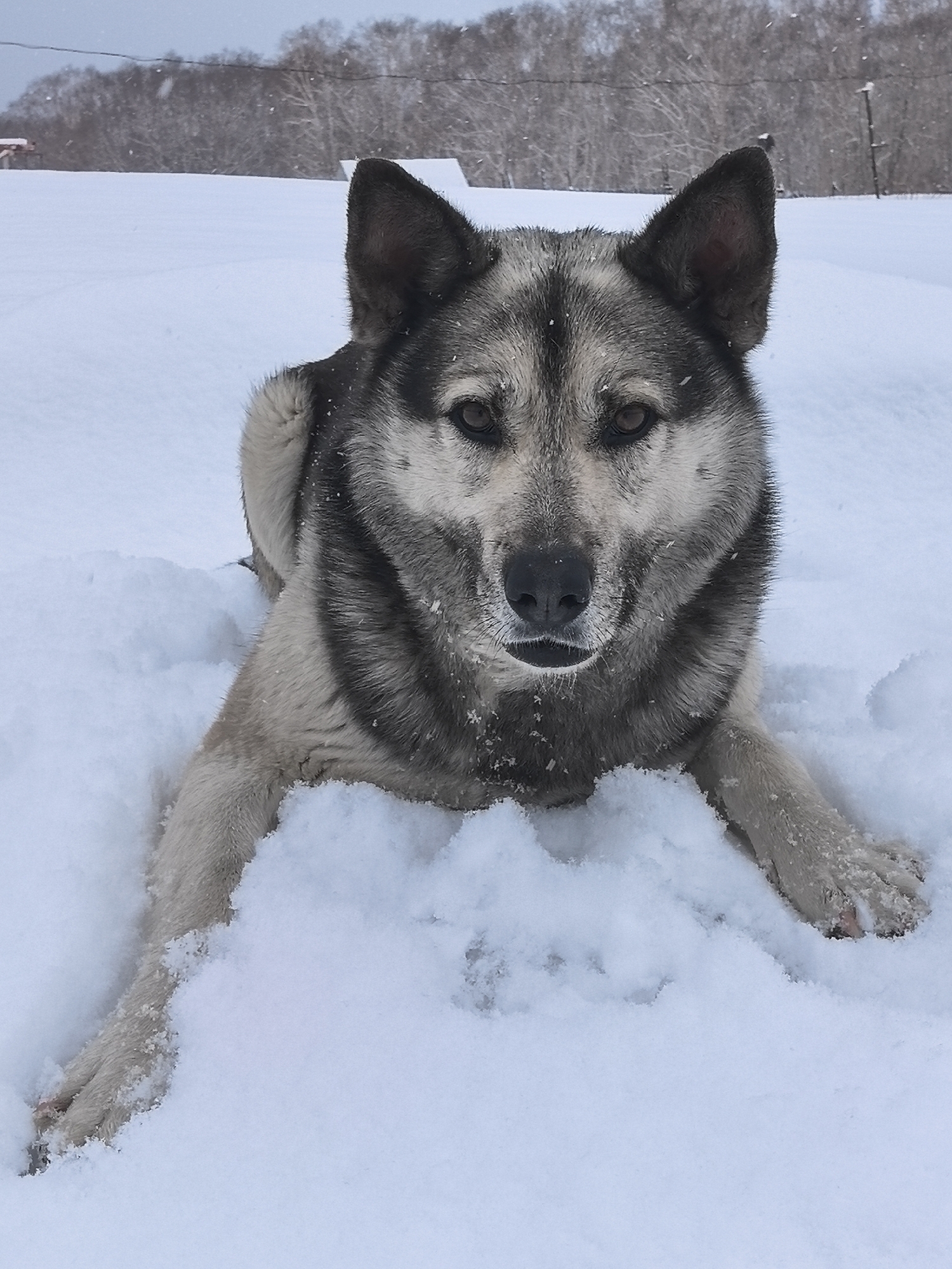 A medium-sized dog, likely a husky mix, lies prone in a snow-covered landscape. The dog's coat is a mix of grey, white, and black, and it has erect ears and a focused gaze. The surrounding environment is heavily blanketed in snow, with a blurry treeline visible in the background. A few simple structures are suggested in the distance. It is snowing.