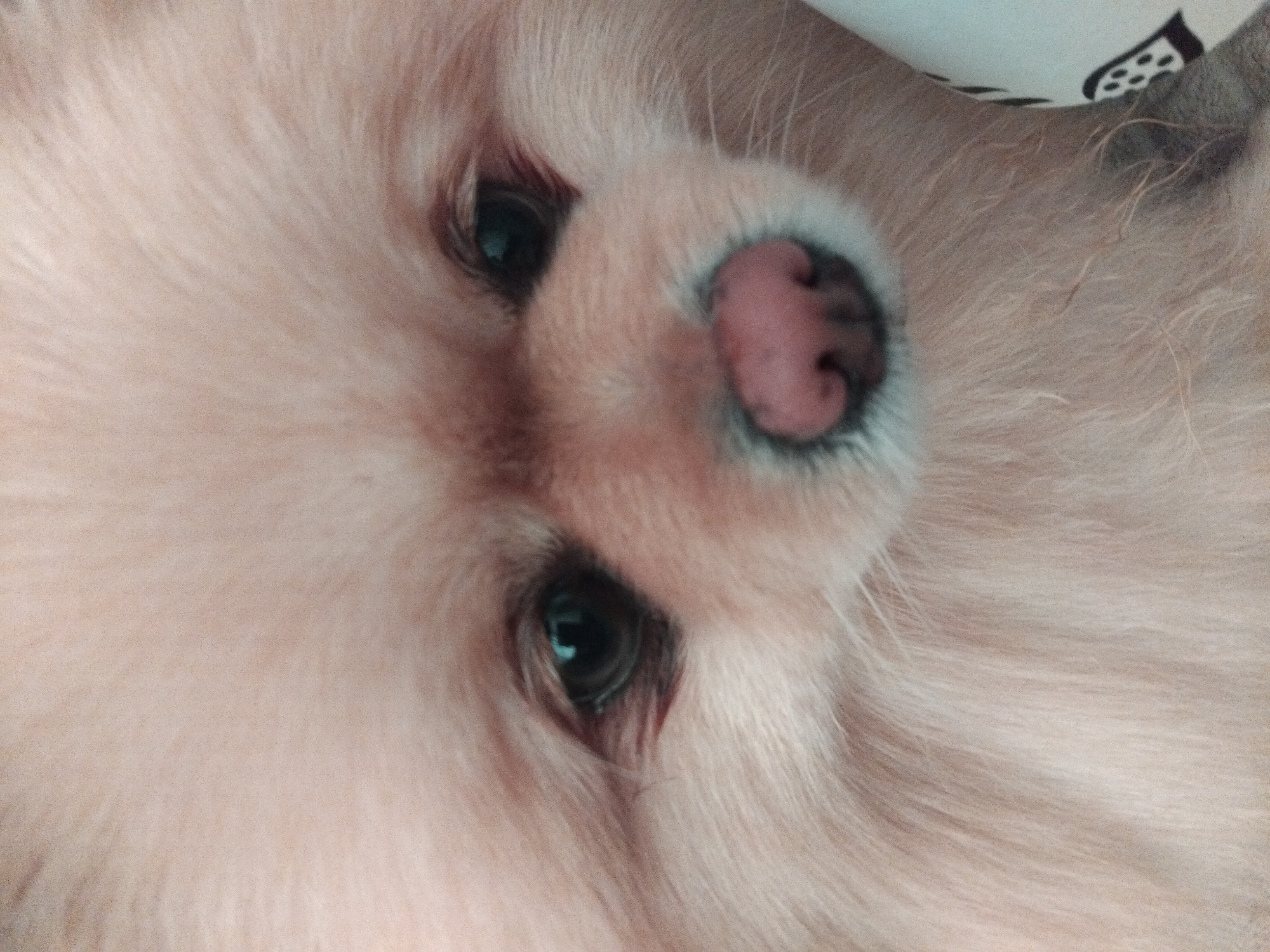The image is a close-up, head-on shot of a Pomeranian dog. The dog has light-colored fur, dark eyes, and a pink nose. The background is out of focus and appears to be a patterned fabric. There is no indication of the dog's location in the city of Apriltsi, Bulgaria.