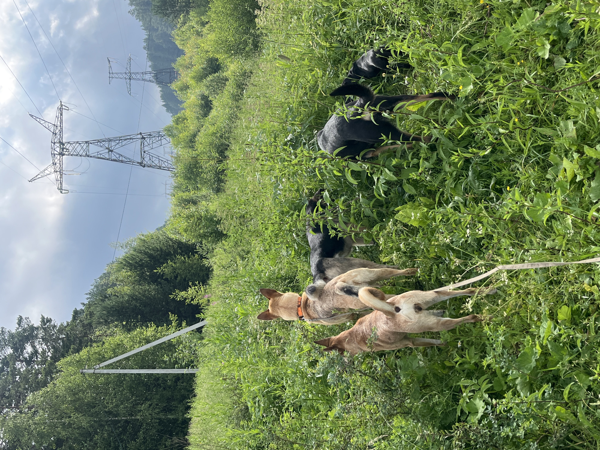 The image shows a group of four dogs in a grassy, overgrown field. The dogs are of various colors, including black, tan, and grey. They appear to be on a leash, suggesting they are being walked or are in a fenced area. In the background, there are tall trees and electrical power pylons, indicating an outdoor, possibly rural or semi-rural setting. The sky is partly cloudy, and the overall impression is of a bright, sunny day. The lush greenery suggests it's likely summer or late spring. The dogs seem relaxed and are interacting with their surroundings or each other. There is no visible text in the image. The setting and vegetation are consistent with a location like Nizhny Tagil, Russia.