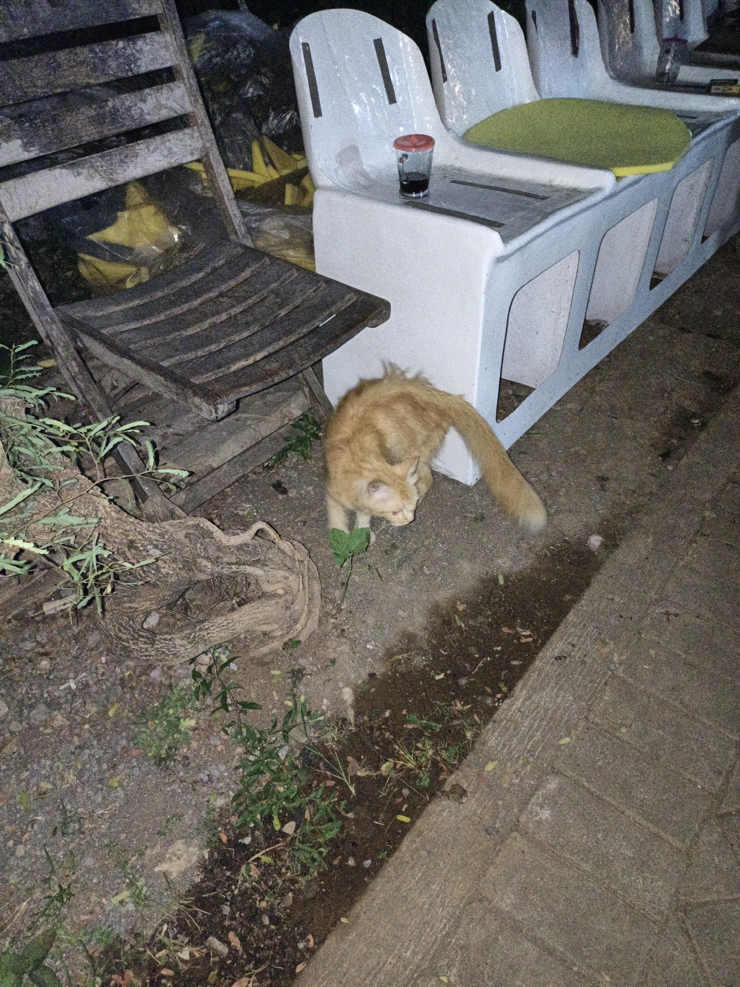 A ginger cat is seen sniffing the ground near a modern outdoor bench and an old wooden chair, with some greenery and debris scattered around. The scene appears to be in an urban outdoor setting, possibly a backyard or public area. There is a cup with a dark liquid on the bench. The lighting suggests it is nighttime or dusk. The location is identified as Cikal, Indonesia.