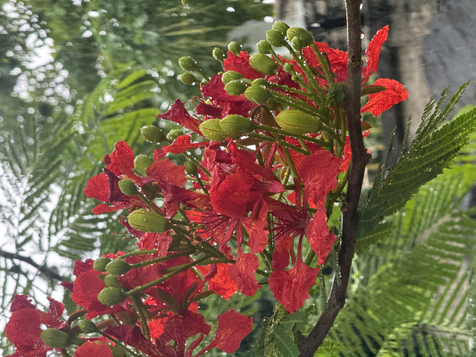 The image shows a close-up of red flowers with green buds and leaves, possibly Flamboyant flowers, covered in raindrops. A tree branch is visible among the flowers and leaves. The background is blurred, showing green foliage and a building or structure in the distance. The location is Tay Nha Trang Ward, Vietnam, although no explicit information related to the city is present in the image.