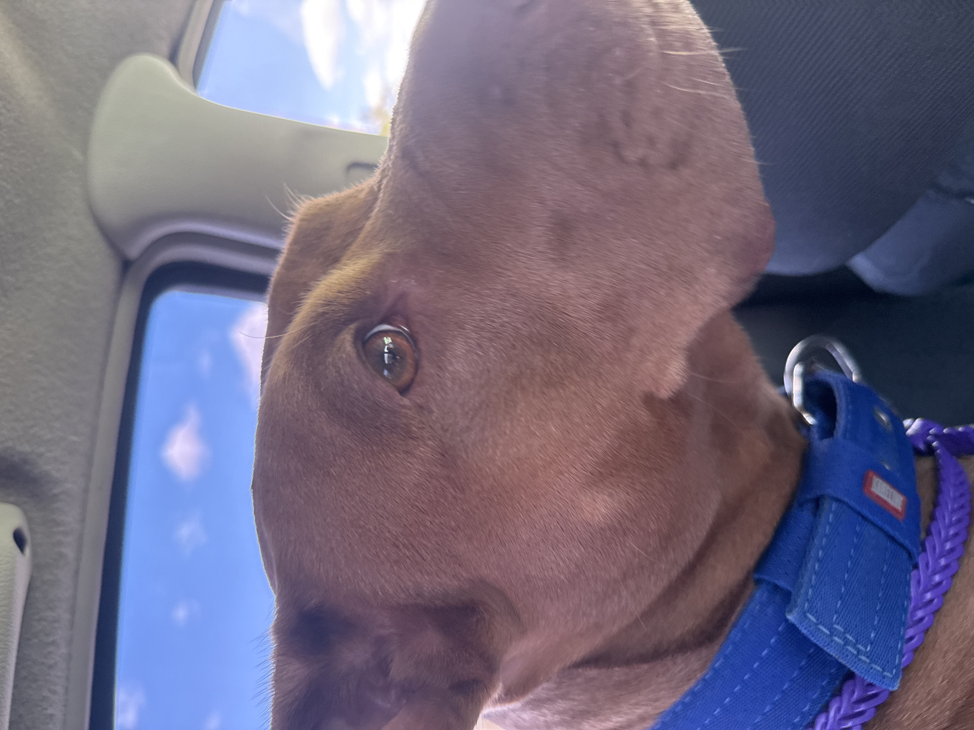 The image shows a close-up of a brown dog with a blue collar with purple braided accents, looking out of a car window. The sky is visible through the window, with scattered white clouds. The interior of the car, including the headliner and a pillar, is also visible. The dog is positioned in the foreground, with its head and upper body filling most of the frame. The photo appears to have been taken during the daytime, with natural light illuminating the scene. There is no information in the image to suggest the location is in the city of Mishchanka, Ukraine.