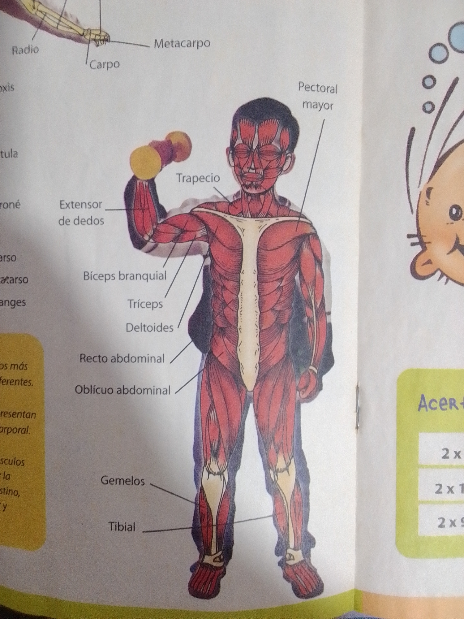 The image displays an anatomical illustration of the muscular system of a human body. The central figure is a boy in a dynamic pose, showcasing various muscles rendered in red. Labels in Spanish identify specific muscles, such as "Trapecio," "Pectoral mayor," "Bíceps braquial," "Tríceps," "Deltoides," "Recto abdominal," "Oblicuo abdominal," "Gemelos," and "Tibial." The illustration also includes details of the arm, with labels like "Radio," "Carpo," and "Metacarpo." To the left of the main figure, there are more anatomical labels and some text in yellow boxes, though the text is partially obscured and difficult to decipher. On the right side of the image, there is a cartoonish drawing of a head with large eyes and a smile, and a green box with some text and numerical entries, also difficult to read. The background is white, suggesting it is from a book or educational material. There is no indication of a city, location, or any forensic details.