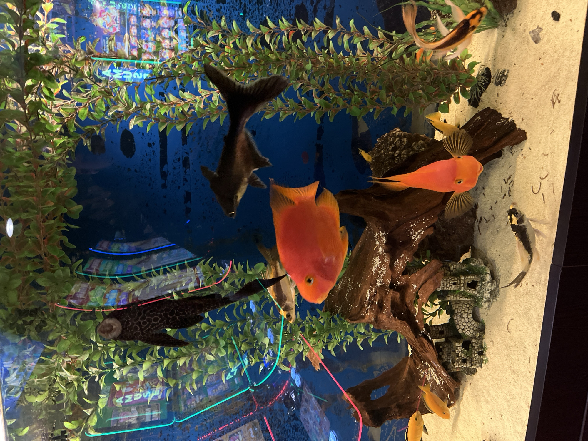 A fish tank in Vratsa, Bulgaria contains several fish, including orange blood parrots, a black ghost knife fish, a black spotted pleco, and several other smaller fish. The tank also contains plastic plants, driftwood, a decorative castle structure, and a sandy substrate. The tank is illuminated by internal lights. The background of the tank has a blue hue.