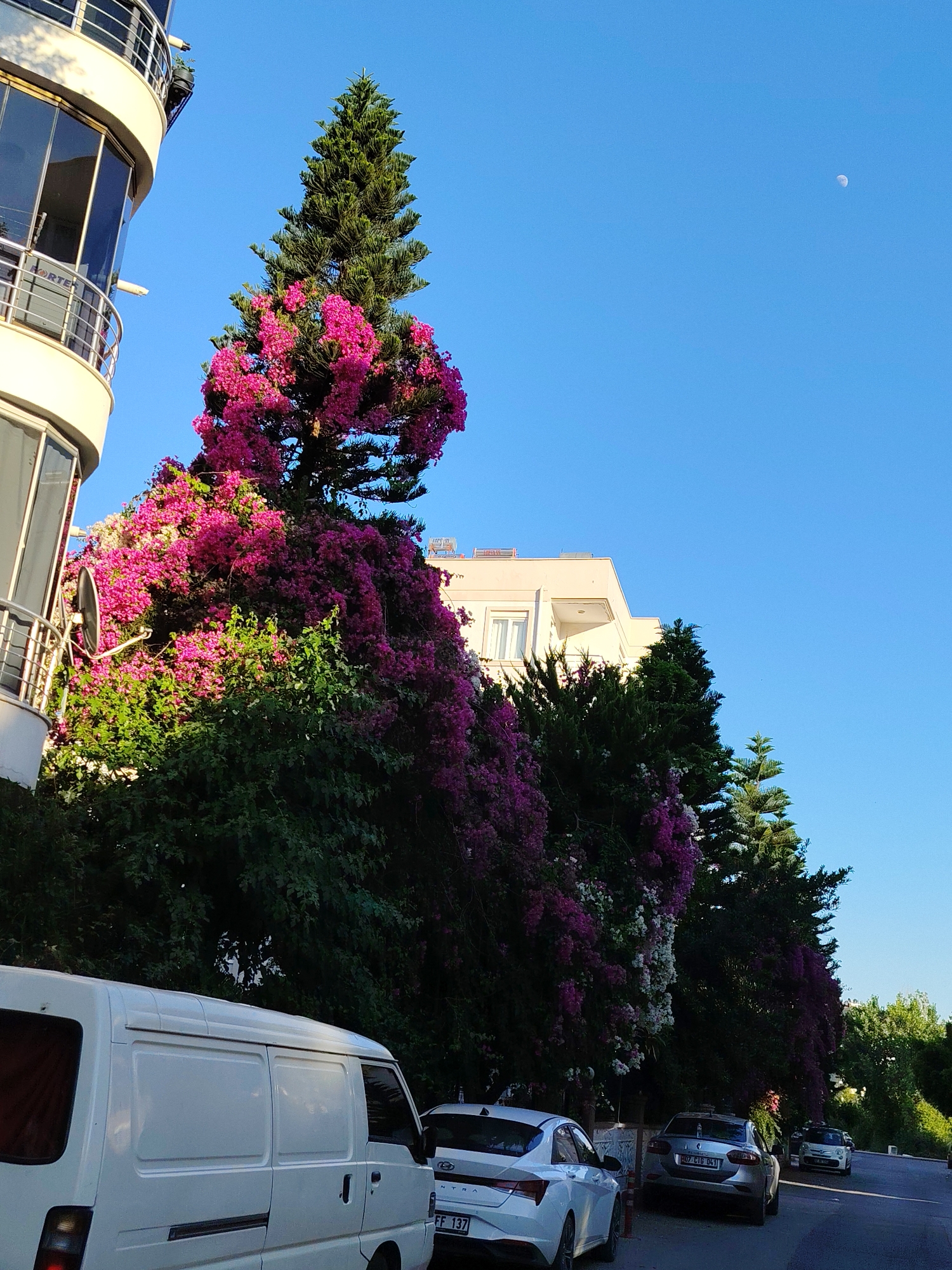 This image depicts a street scene in Konyaaltı, Turkey, bathed in the warm light of what appears to be late afternoon or early evening. The sky is a clear, vibrant blue, with a crescent moon visible high up. Lush greenery, dominated by flowering bougainvillea in shades of vibrant pink and white, cascades over trees and possibly climbs up the side of a modern building on the left.
The building on the left features a curved balcony with metal railings and large windows. Further down the street, another building with a balcony and solar panels on its roof is visible. Several cars are parked along the roadside, including a white van on the left, a silver sedan in the middle, and a white hatchback further down the street. The silver sedan has a license plate that reads "07 CIG 041". The white hatchback has a license plate with text that is partially visible, including "FF 137". The road itself is paved, and trees line the right side of the street, creating a shaded area.
The overall impression is one of a tranquil, sun-drenched urban environment, likely a residential area, with a beautiful display of blooming flowers. There are no people visible in the frame. The scene suggests a pleasant day with good weather.