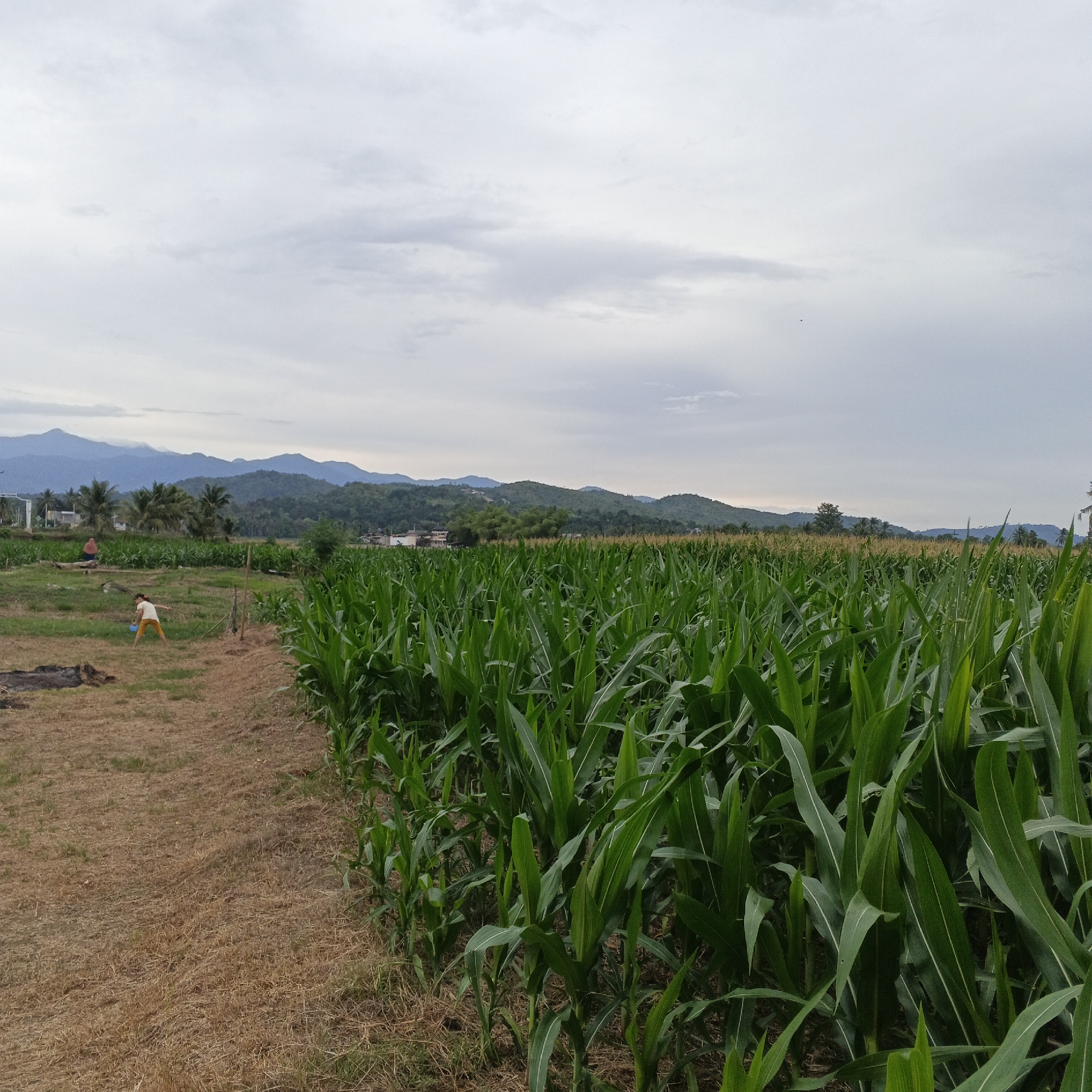 In Geunteng, Indonesia, a person, likely a child, wearing a yellow shirt and orange shorts, is observed in a field of dry grass, holding a blue bucket. Adjacent to this area is a dense field of green corn plants, stretching into the background. Beyond the cornfield, a village is visible, characterized by scattered buildings and palm trees. In the far distance, rolling hills and mountains form a scenic backdrop under a cloudy sky. The overall scene depicts a rural landscape with agricultural activity.