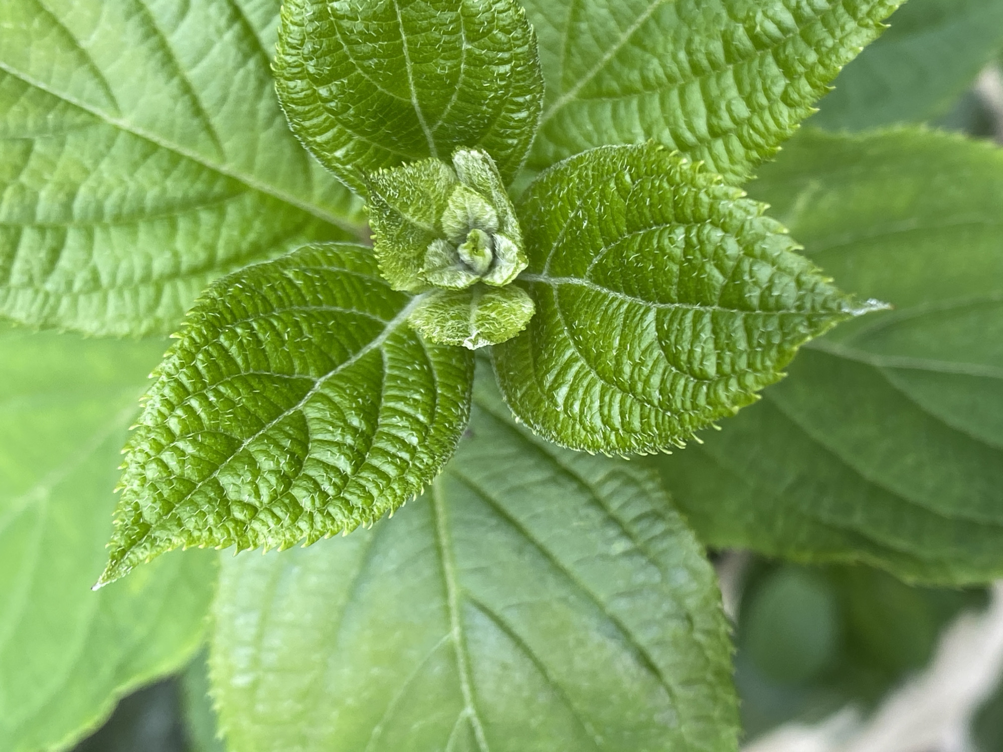 This is a close-up, overhead shot of the vibrant green leaves of a plant. The leaves are textured with prominent veins and a slightly fuzzy edge, giving them a soft appearance. At the center of the image, new leaves are unfurling, tightly clustered and appearing as a lighter shade of green. The focus is sharp on these central leaves and the surrounding textured foliage, while the background blurs into a soft green, indicating a shallow depth of field. The lighting suggests it is daytime, with natural light illuminating the plant. There are no people, text, or specific location cues other than the implied natural setting of a plant. The overall impression is one of fresh growth and natural beauty.