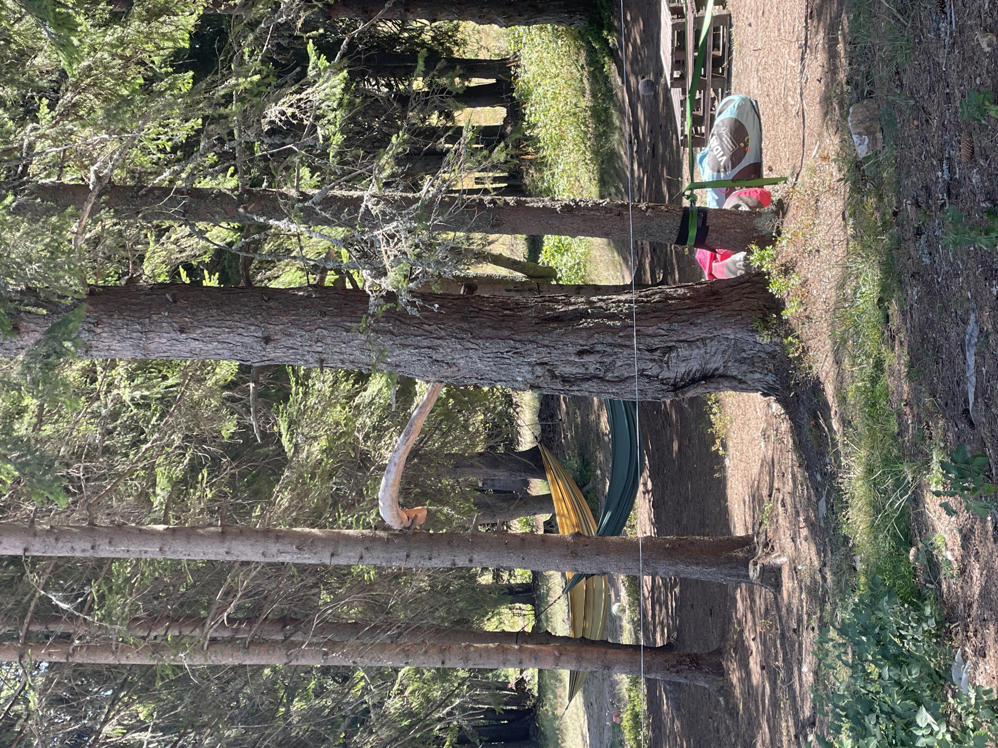 The image depicts a campsite nestled within a dense forest, likely in Smolyan, Bulgaria, judging by the type of coniferous trees and undergrowth. In the foreground, the ground is covered with pine needles and dry leaves, with sporadic patches of green vegetation. Several large pine trees dominate the scene, their rough bark and sparse branches casting dappled shadows.
Between two prominent trees in the middle ground, two hammocks are suspended. One is a yellow and orange striped hammock, and the other is a solid green one. A weathered, curved tree branch juts out from a tree on the right, extending over the hammocks.
Further to the right, near the base of a tree, a collection of camping gear is visible. This includes a red sleeping bag, a large blue bag with "VIDA" printed on it, and a partially visible pink object. In the background, stacked wooden pallets suggest a picnic or gathering area. The overall impression is one of a tranquil outdoor setting, prepared for relaxation or recreation amidst nature.