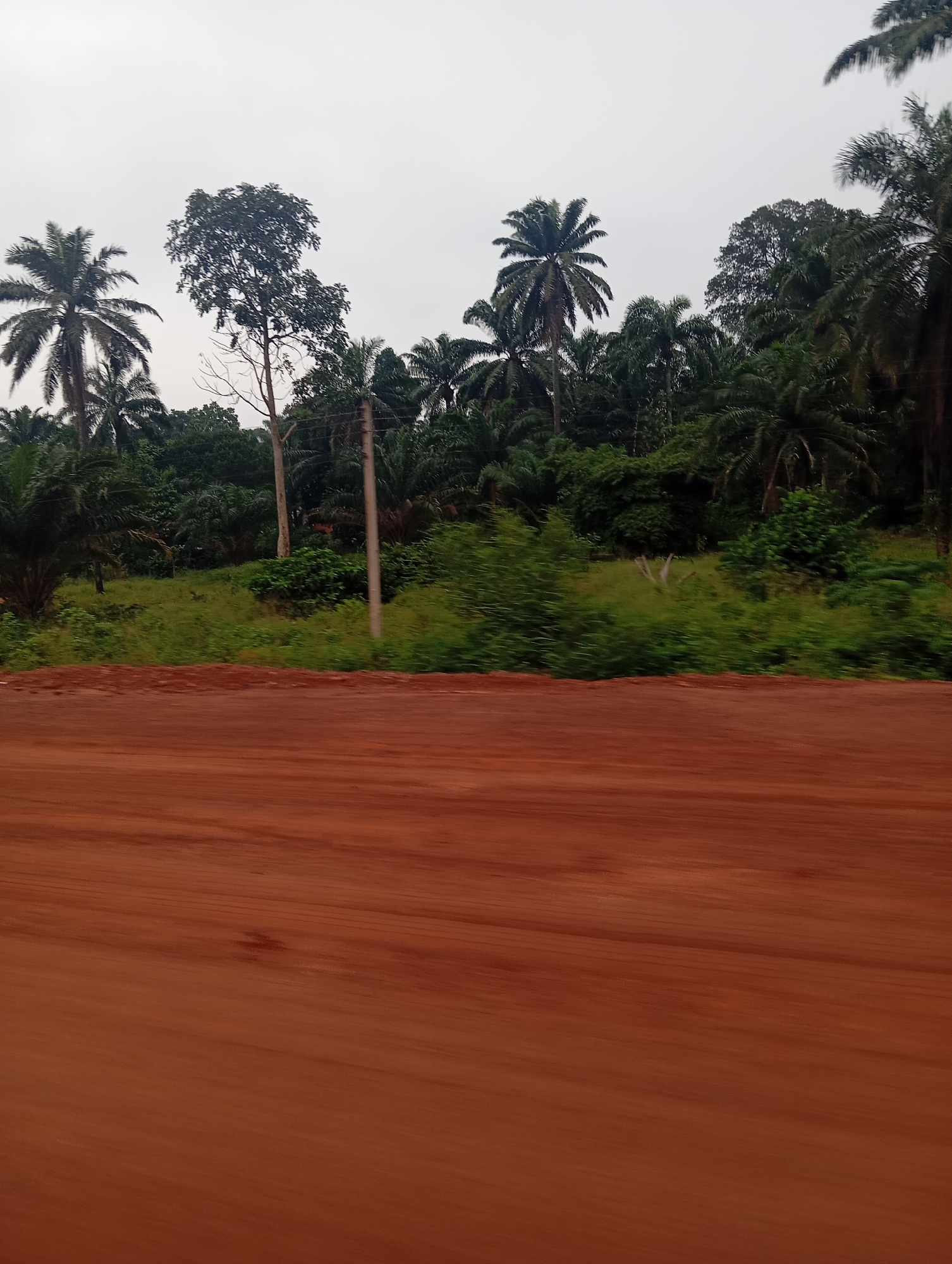 The image depicts a roadside view in Nsukka, Nigeria, characterized by a reddish-brown dirt road in the foreground, blurred due to motion. Beyond the road, a lush green landscape unfolds, with a dense growth of trees, including several prominent palm trees and a tall, slender tree with a lighter trunk. The background is filled with a dense canopy of varied green foliage, suggesting a tropical or subtropical environment. Two vertical utility poles are visible amidst the trees, indicating human infrastructure in the natural setting. The sky above is overcast and appears pale gray, hinting at a cloudy day.