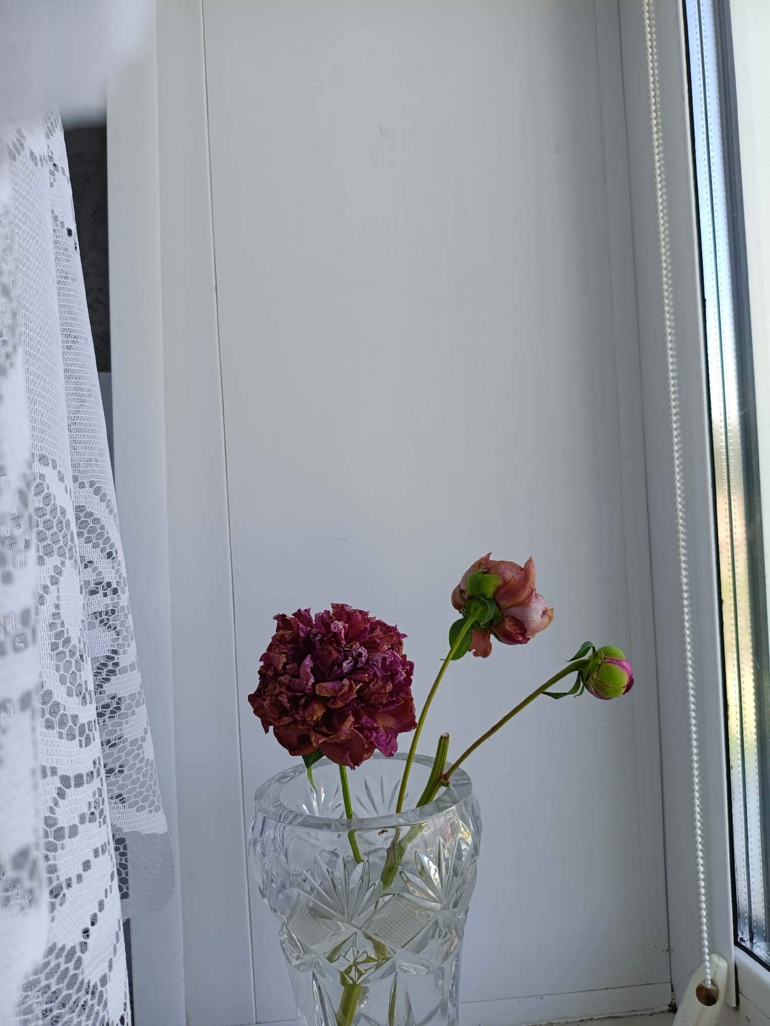 The image depicts a still life arrangement on a windowsill. A clear, faceted crystal vase holds three wilting flowers. The flower on the left is a dark reddish-purple, fully bloomed and dried. To its right, a smaller pinkish-red flower is also wilted, with its petals curled. The third element is a green bud, tinged with pink at its tip, positioned to the right of the pink flower. A white lace curtain hangs to the left of the vase, partially obscuring a white wall. To the right of the vase is a window with a white blind mechanism. The overall setting appears to be indoors, likely in a residential apartment in the city of Komsomolsky, Russia. The lighting suggests it is daytime, with natural light filtering in from the window. There are no people or animals visible in the image.