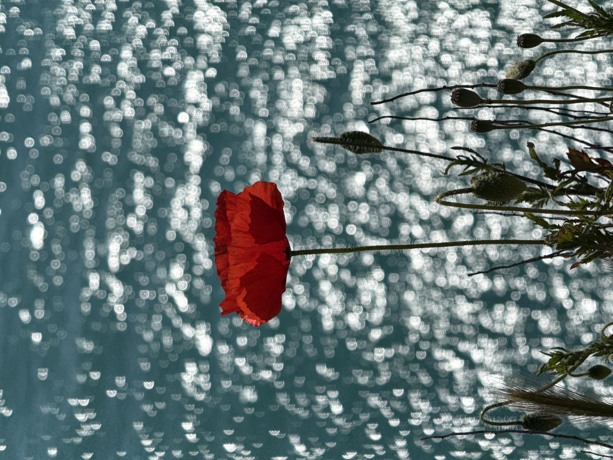 The image depicts a close-up of a single red poppy flower against a blurred background of shimmering light. The poppy is in focus, with its petals ruffled and vibrant red. The background appears to be water reflecting sunlight, creating a bokeh effect of bright, out-of-focus circles. Several seed pods of poppies and other plant materials are present on the right side of the frame.
The location is not explicitly stated or visible in the image. No people, actions, or interactions are depicted.