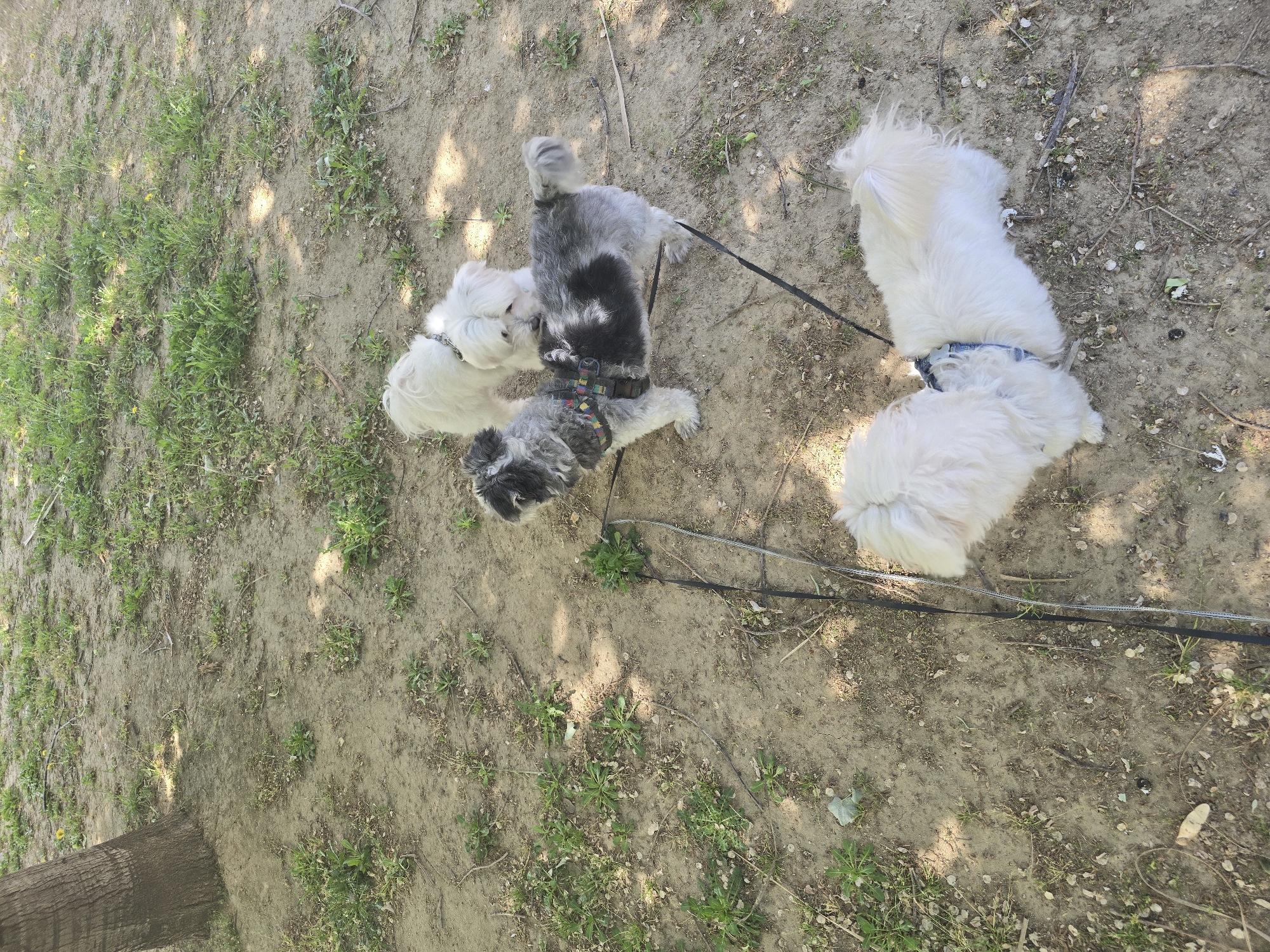 The image shows four small dogs on leashes in an outdoor environment. Two dogs, both predominantly white, are together on the right side of the frame. They appear to be wearing blue harnesses. On the left side, another white dog interacts with a grey and black dog. The grey and black dog is wearing a multicolored harness. The ground is mostly dirt with patches of green vegetation. A tree trunk is visible on the bottom left corner of the image. The location is Cornellà de Llobregat, Spain.