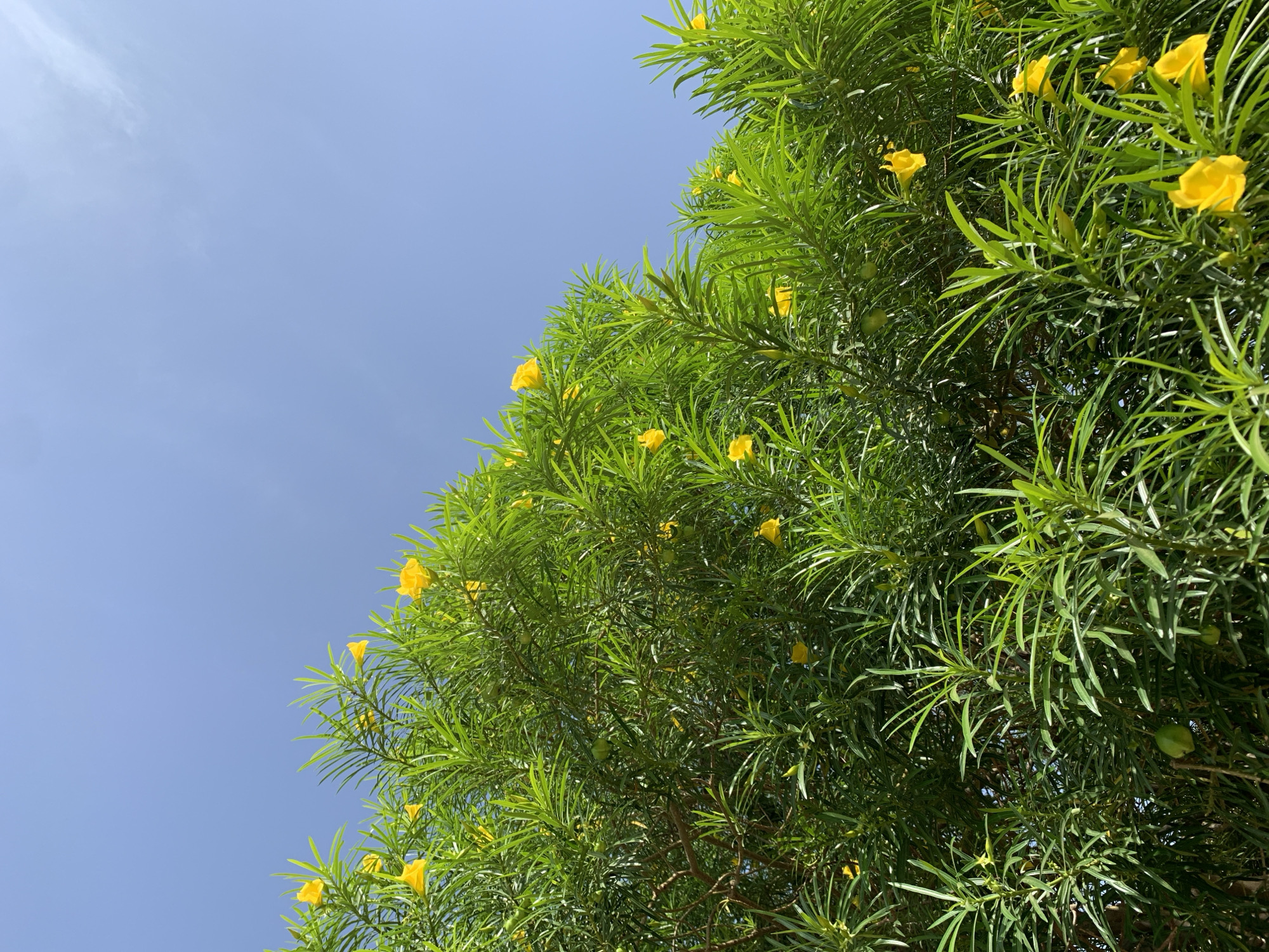 The image shows a tree with green leaves and yellow flowers against a clear blue sky. The tree fills the right side of the frame, with the sky occupying the left portion. The photograph appears to be taken from a low angle, looking up into the tree canopy. Given the detail provided, no information is available on the location in Rafin Par, Nigeria, nor any information on people, subjects, objects, actions, or interactions. The environment consists of the tree and the sky.