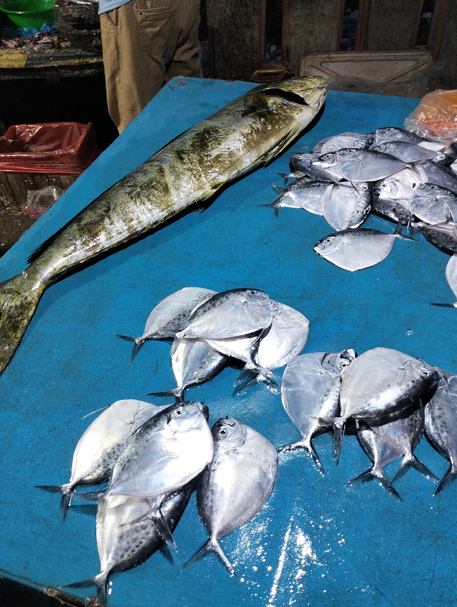 The image captures a vibrant scene at a fish market, likely in Lhokseumawe, Indonesia. The central focus is on a variety of freshly caught fish displayed on a bright blue surface, possibly a tarp covering a stall or table.
On the left side, a large, elongated fish, appearing to be a barracuda or a similar type of kingfish, stretches across the blue surface. Its scales exhibit a metallic shimmer with patterns of green, gold, and dark spots. To the right, multiple piles of smaller, silvery, disk-shaped fish are neatly arranged. These fish resemble pompano, trevally, or moonfish, characterized by their flattened bodies and reflective scales. Some of these smaller fish have visible dark fin tips and subtle markings.
In the upper background, the lower half of a person is visible, wearing light brown trousers and a light blue shirt, suggesting a vendor or customer at the stall. The background is dark and dimly lit, indicating an indoor market setting or an evening/night market operating under artificial light. Other objects in the background include a red plastic crate or bin, and a clear plastic bag with an orange substance, possibly ice or other items related to the market.
The image depicts the typical activity of selling fresh seafood. The fish appear to be in good condition, reflecting the market's offerings. No discernible text or explicit emotions are visible in the frame.