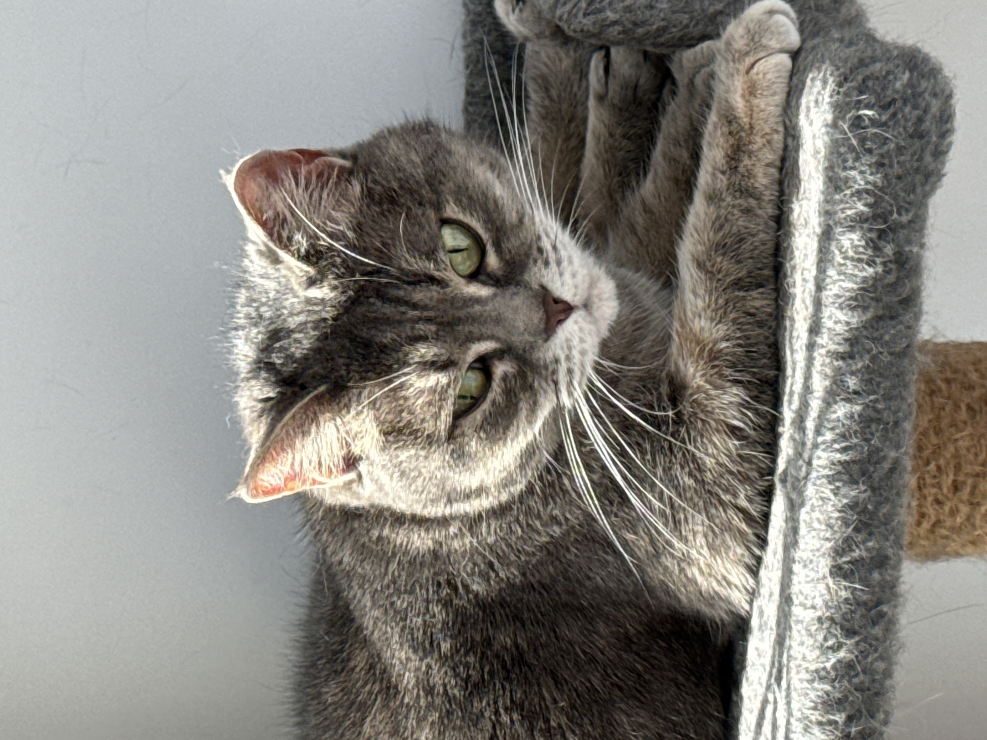 A gray tabby cat is lying on its side, clinging to a gray, carpeted cat tree. The cat has green eyes and white whiskers. The cat's left ear is visible, with some pink coloring inside. A portion of the wall behind the cat is white. The scene's location is unknown but is not in the city of Votkinsk, Russia.