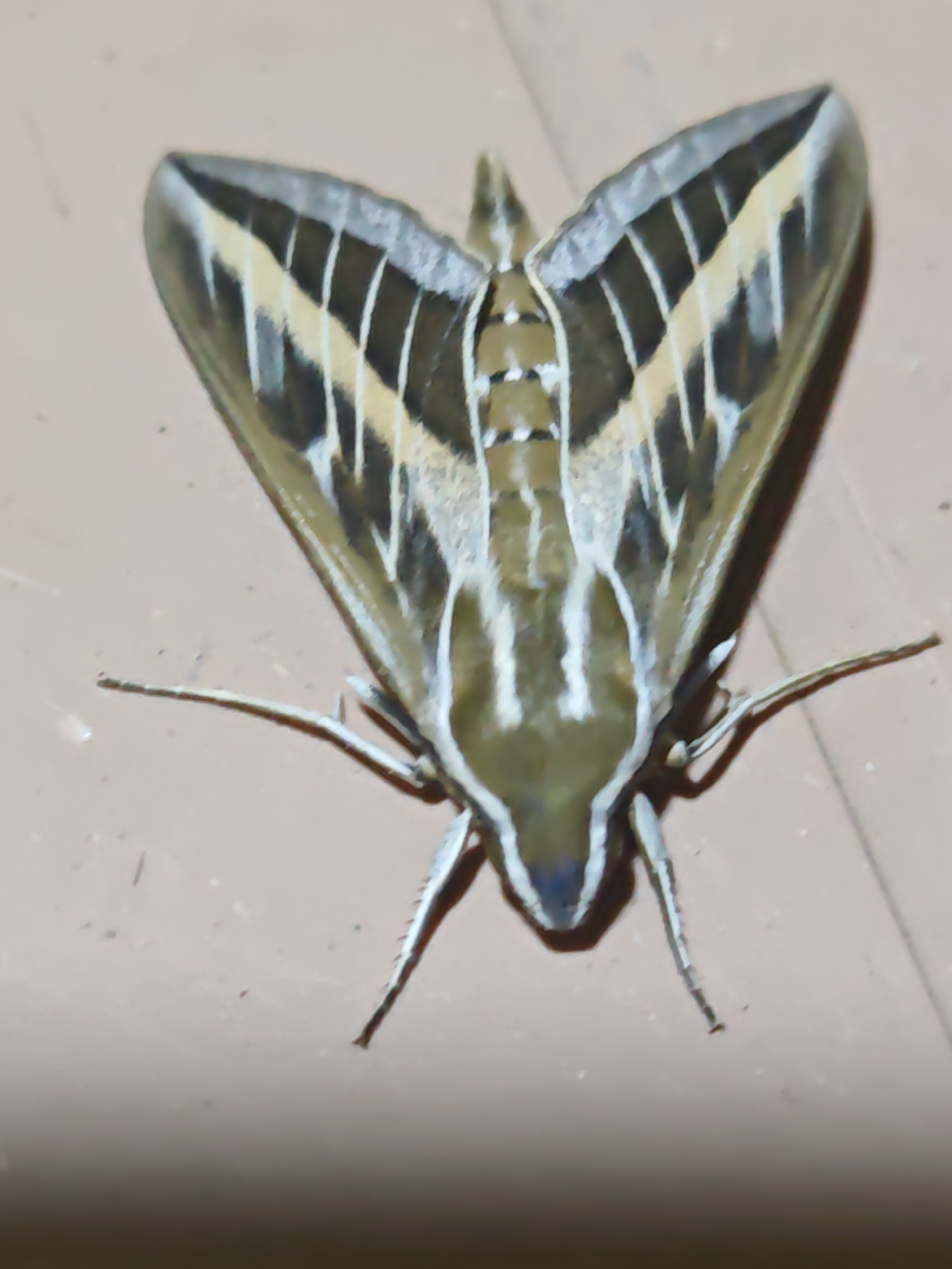 An overhead shot shows a moth with its wings spread open, resting on a light brown, textured surface. The moth's wings are intricately patterned with dark brown, white, and yellowish-tan stripes. The central body of the moth is also striped and tapers to a dark blue tip. Its six legs are visible, splayed out on the surface. The background is a uniform light brown, with some subtle variations in tone. The image appears to have been taken indoors, possibly in a residential setting. The location of Türkan, Azerbaijan is not discernible from the visual information provided in the image.