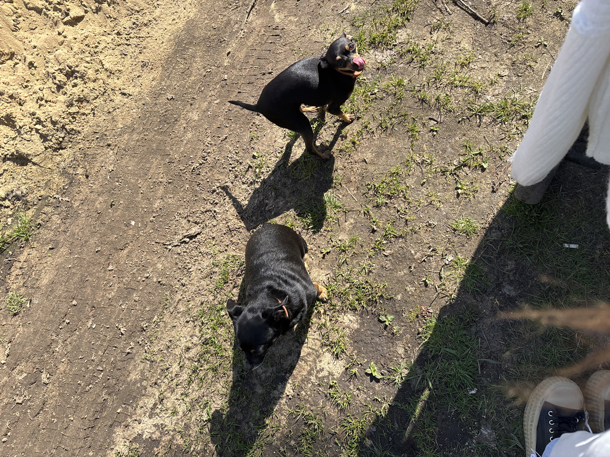 The image shows two small, black dogs in an outdoor environment with a dirt and sparse grass surface. One dog is standing and licking its nose, while the other is lying down. To the right, there is a partial view of a person wearing a white cardigan and blue sneakers. The location appears to be outdoors, possibly in a park or yard, with visible sunlight. The geographic location, Мещёры, Russia, cannot be confirmed from the image content.