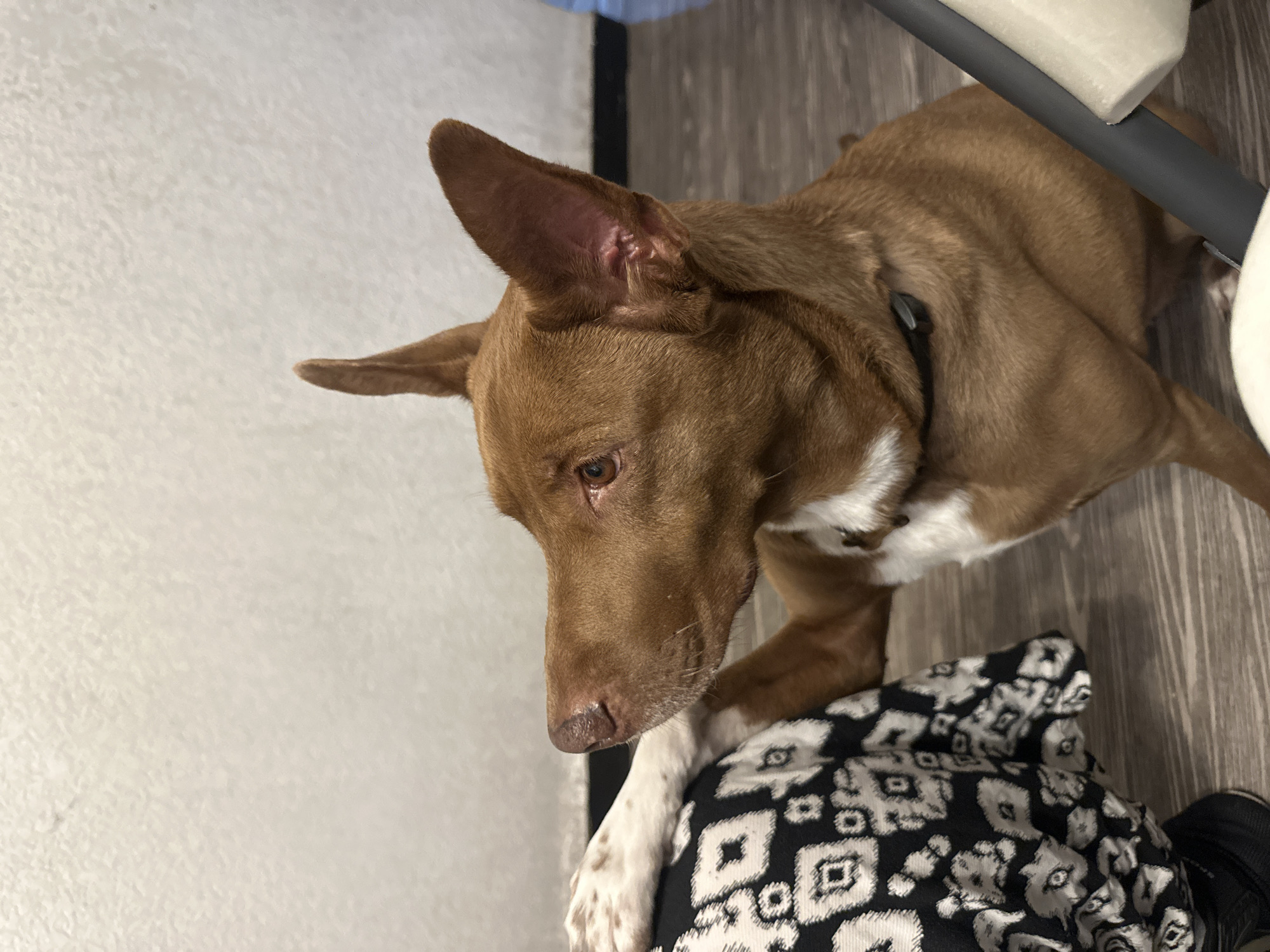 A brown and white dog is standing on top of a black and white patterned object, possibly a blanket or clothing. The dog is wearing a black collar and is looking down and to the left. The background consists of a white wall and a wooden floor. Part of a chair is visible in the upper right corner. The location is not discernible from the image.